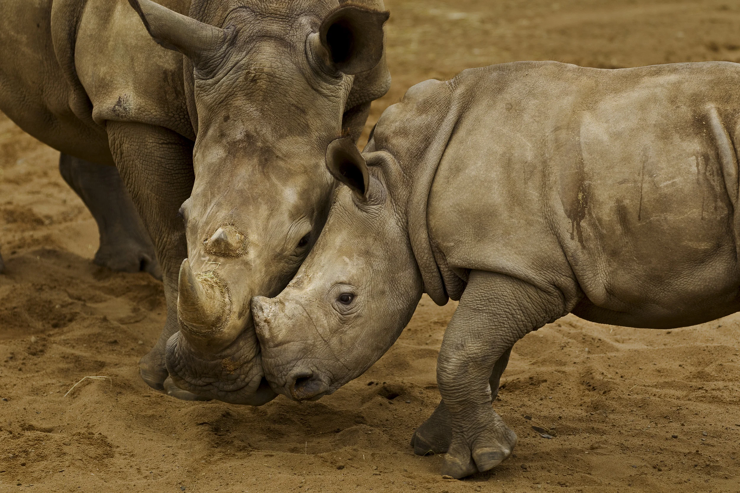 HLUHLUWE-iMFOLOZI PARK, SOUTH AFRICA, NOVEMBER 2010: Images of a White Rhino calf, mother and juvenile male in holding pens at Hluhluwe-iMfolozi Park, South Africa, November 6 2010. This park is famous for its translocation programs which saved the
