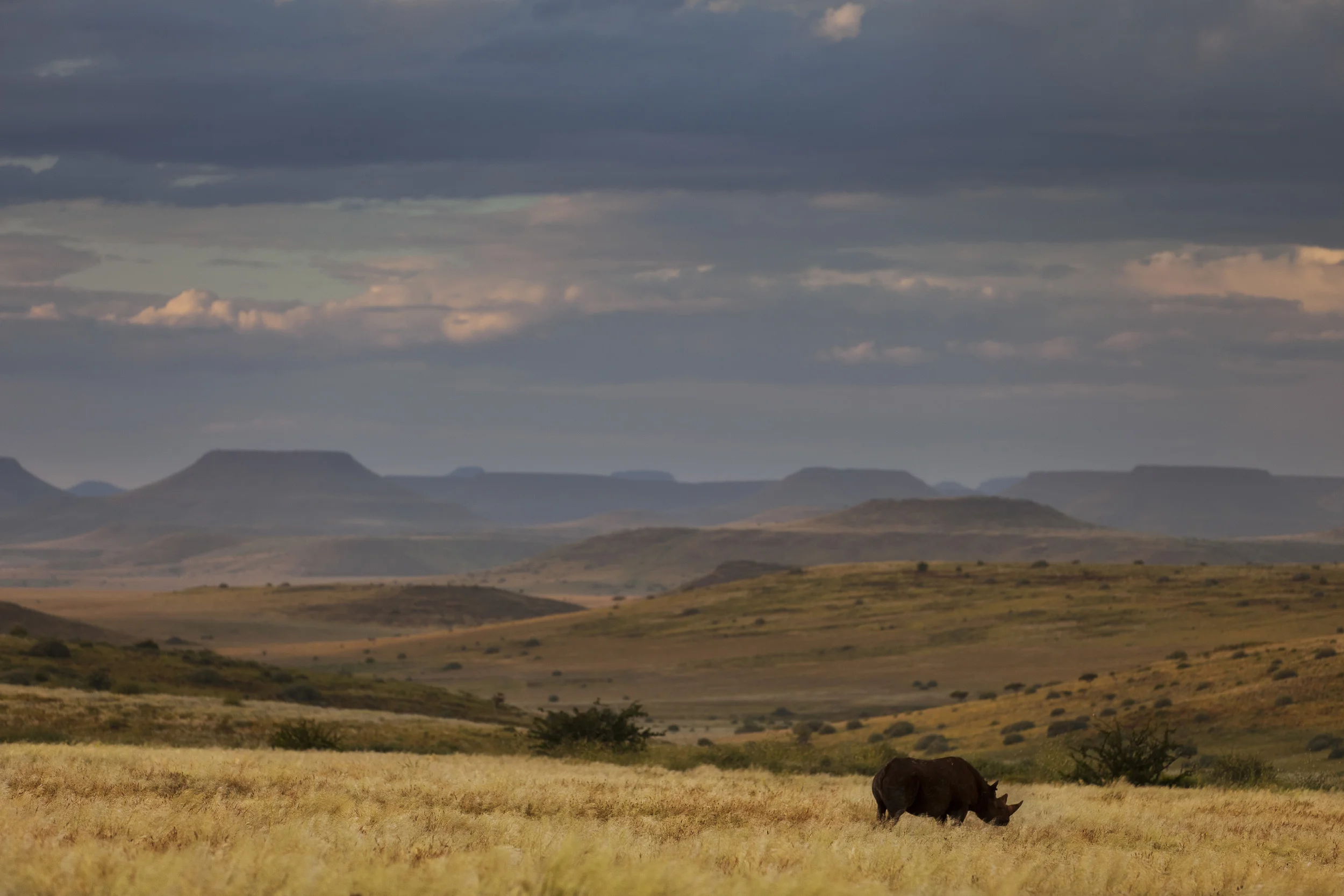 DAMARALAND, NORTH KUNEINE, NAMIBIA, APRIL 2011: Images of the Damaraland region of Namibia, the last place in the world where Black Rhino still roam freely, Namibia, April 18 2011. The desert adapted black rhino that survive in the remote and arid K