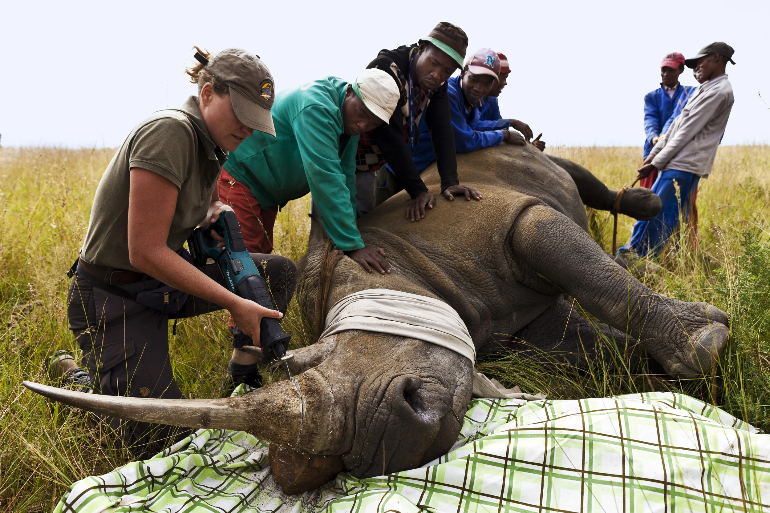 KLERKSDORP, SOUTH AFRICA, MARCH 2011: A White Rhino cow is de-horned as a precautionary anti-poaching measure on a game farm outside of Klerksdorp, South Africa, March 25 2011. Rhino Poaching has reached epedemic proportions in South Africa, with 33