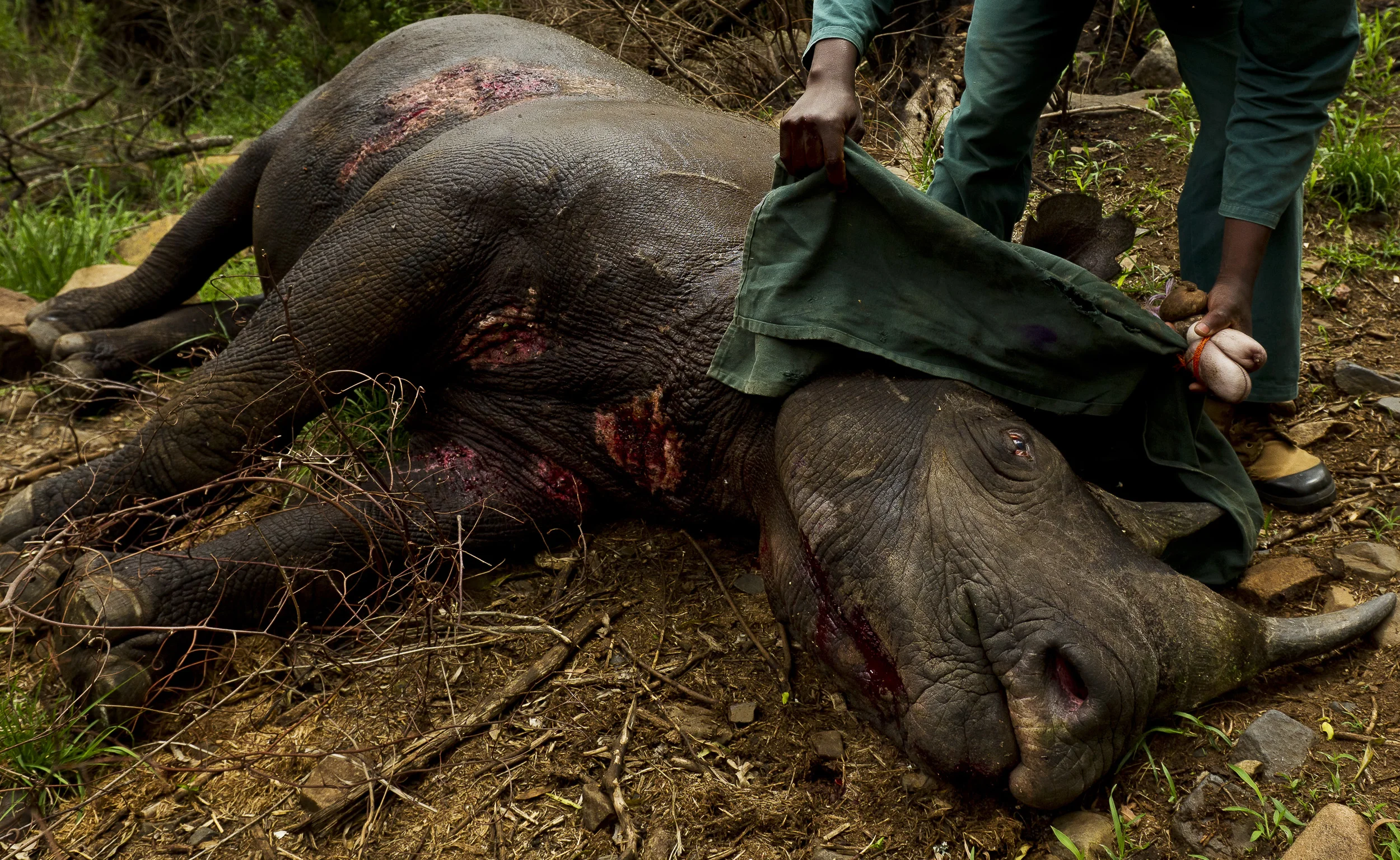 HLUHLUWE-iMFOLOZI PARK, SOUTH AFRICA, NOVEMBER 2010: Images of Black Rhino capture for Translocation at Hluhluwe-iMfolozi Park, South Africa, November 7, 2010. This park is famous for its translocation programs which saved the Southern White Rhino f