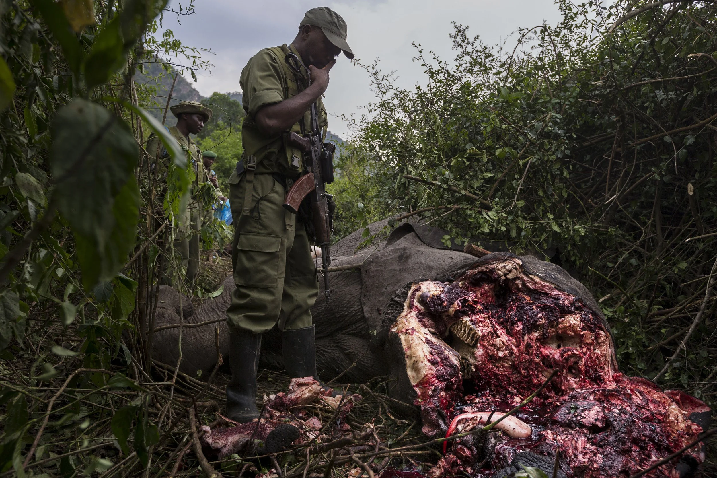 LULIMBI, EASTERN DEMOCRATIC REPUBLIC OF CONGO, 23 JULY 2014: ICCN Conservation Rangers investigate and then deploy bloodhounds in Virunga National Park to investigate the corpse of a elephant killed in the night, Eastern DRC. The elephant had obviou