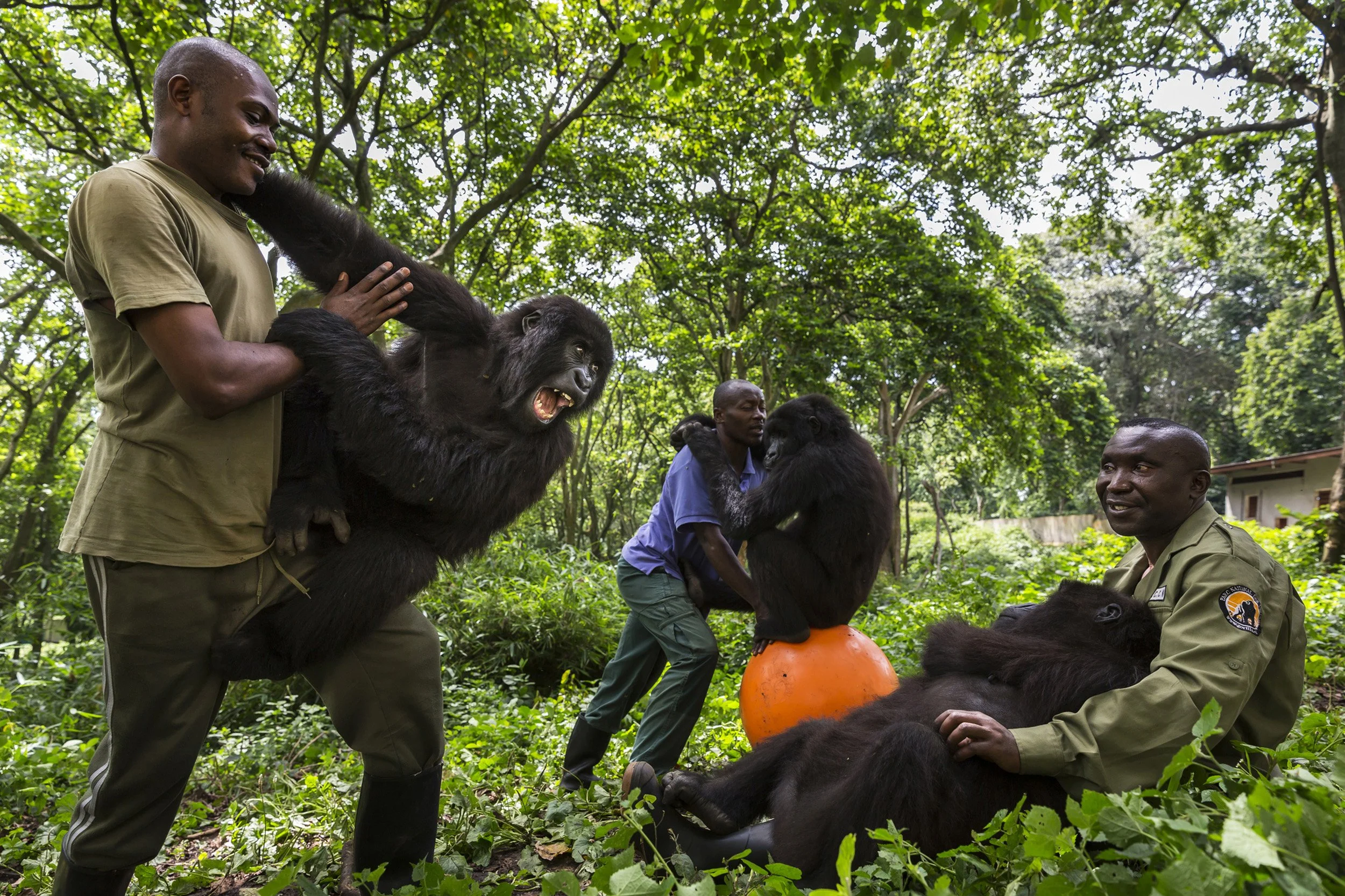 RUMANGABO, VIRUNGA NATIONAL PARK, DR CONGO, NOVEMBER 16, 2015: Caregivers at the Senkwekwe Mountain Gorilla orphanage play with the orphaned gorillas inside their enclosure. This is the only mountain Gorilla orphanage in the world and takes in mount