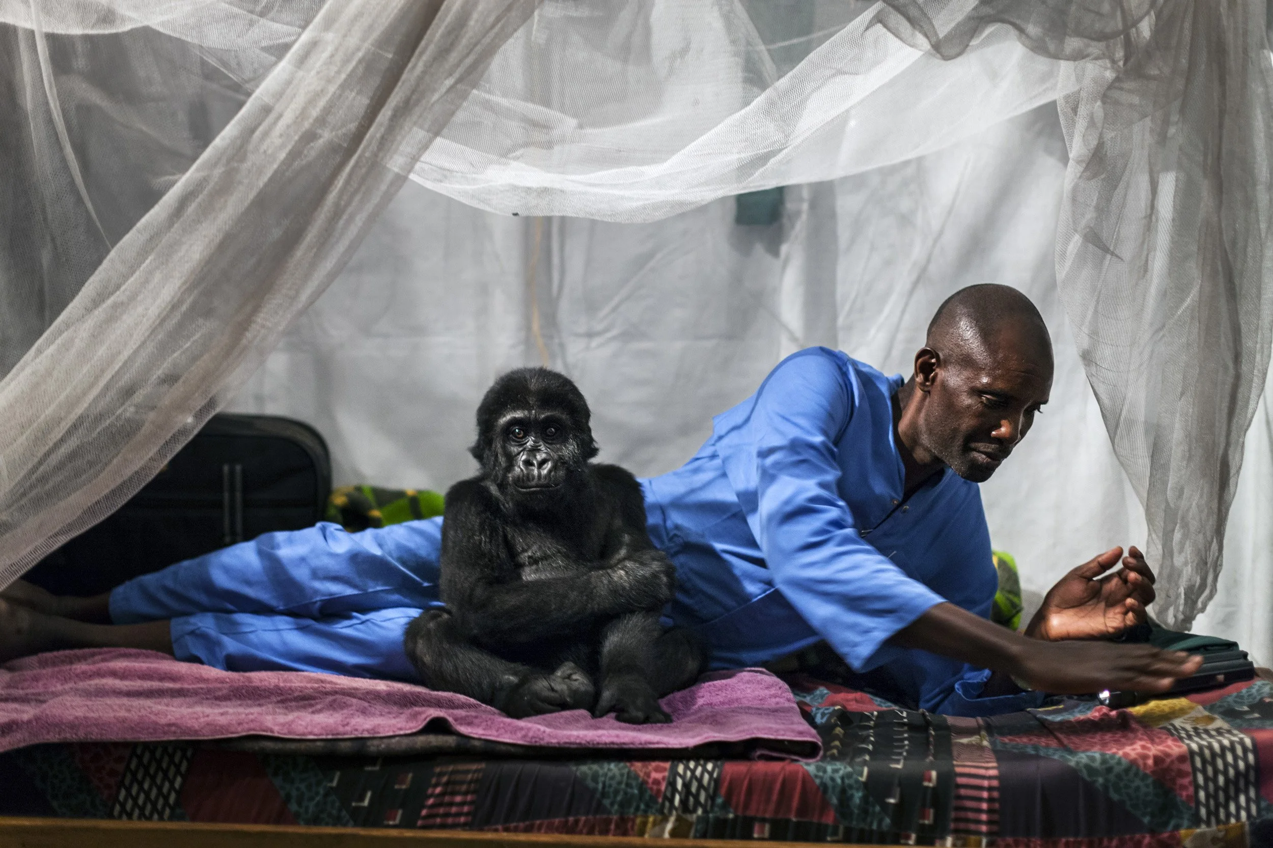 GOMA, DEMOCRATIC REPUBLIC OF CONGO, 4 OCTOBER 2013: Orphaned mountain gorilla Ndkasi and her ICCN conservation ranger care-giver prepare for bed as he reaches to bring down the Mosquito net around them in the make-shift gorilla orphanage in Goma. Th