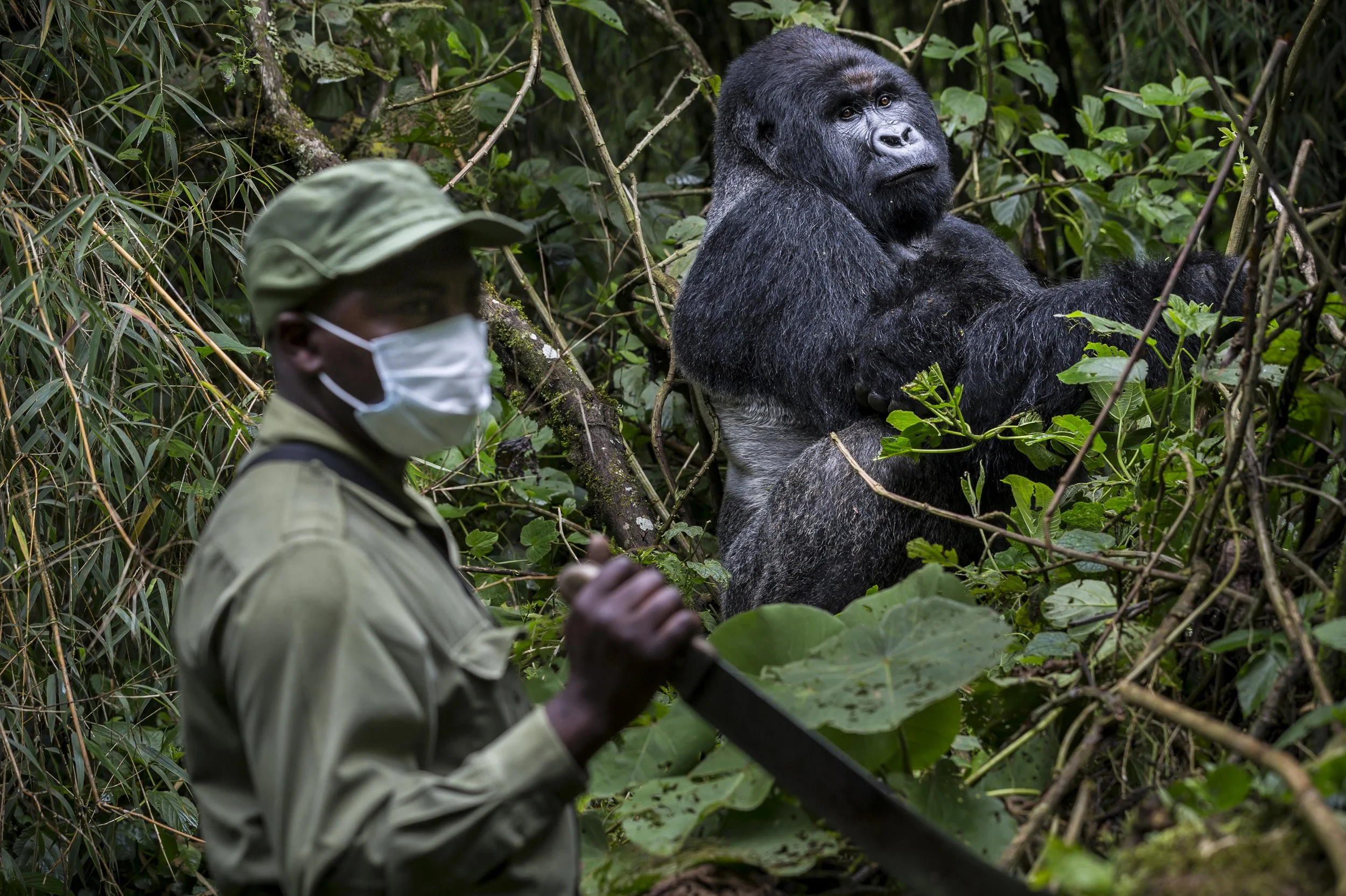 JOMBA, VIRUNGA NATIONAL PARK, DR CONGO, 30 APRIL 2015: Innocent Mburanumwe, head warden of the Mountain Gorilla sector of Virunga National Park. Innocent is seen interacting inside the gorilla sector at Jomba, an often difficult sector to monitor. I