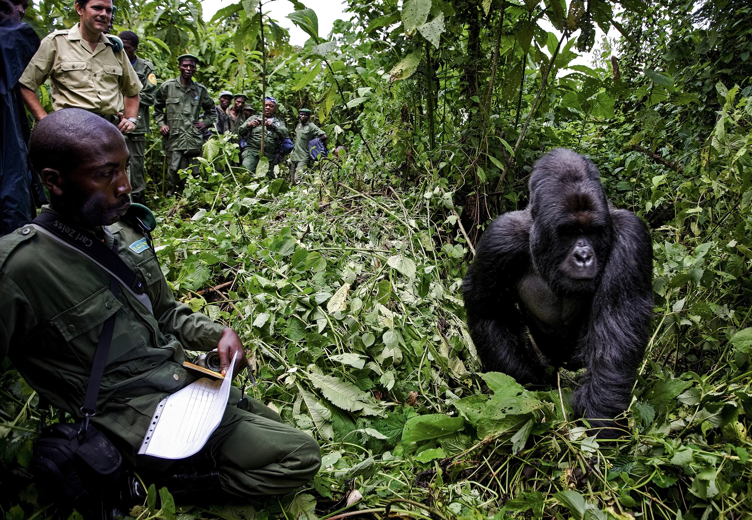 BUKIMA, NORTH KIVU, DEMOCRATIC REPUBLIC OF CONGO-NOVEMBER 2008: The first sighting of Mountain Gorilla by Congolese Conservation Authorities in over 15 months, North Kivu, DRC, 25 November 2008. There appear to be at least 5 new births in the Kabiri