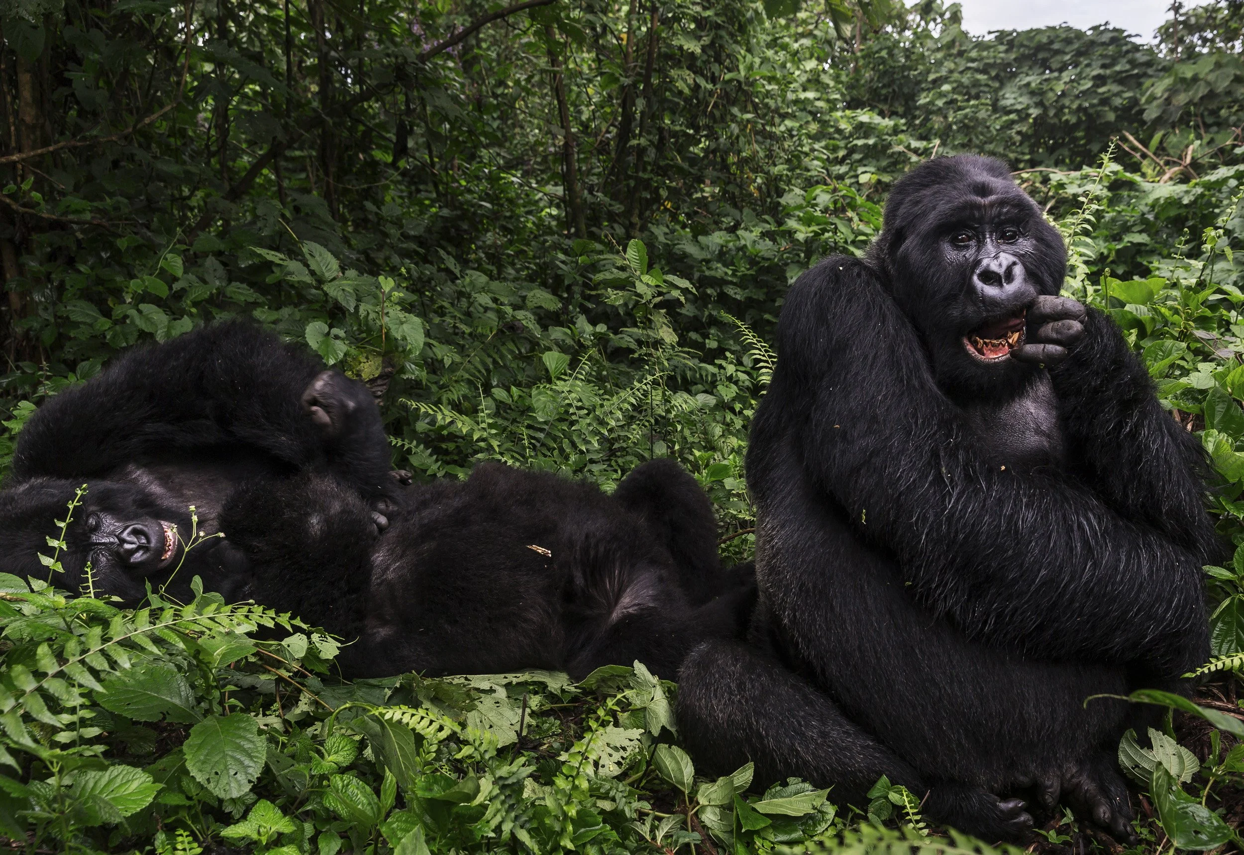 JOMBA, VIRUNGA NATIONAL PARK, DRC, 1 MAY 2015: The alpha male silverback mountain gorilla from the Mpua family intimidates his father and claims his females, Virunga National Park, DRC. (Photo by Brent Stirton/Reportage by Getty Images for National