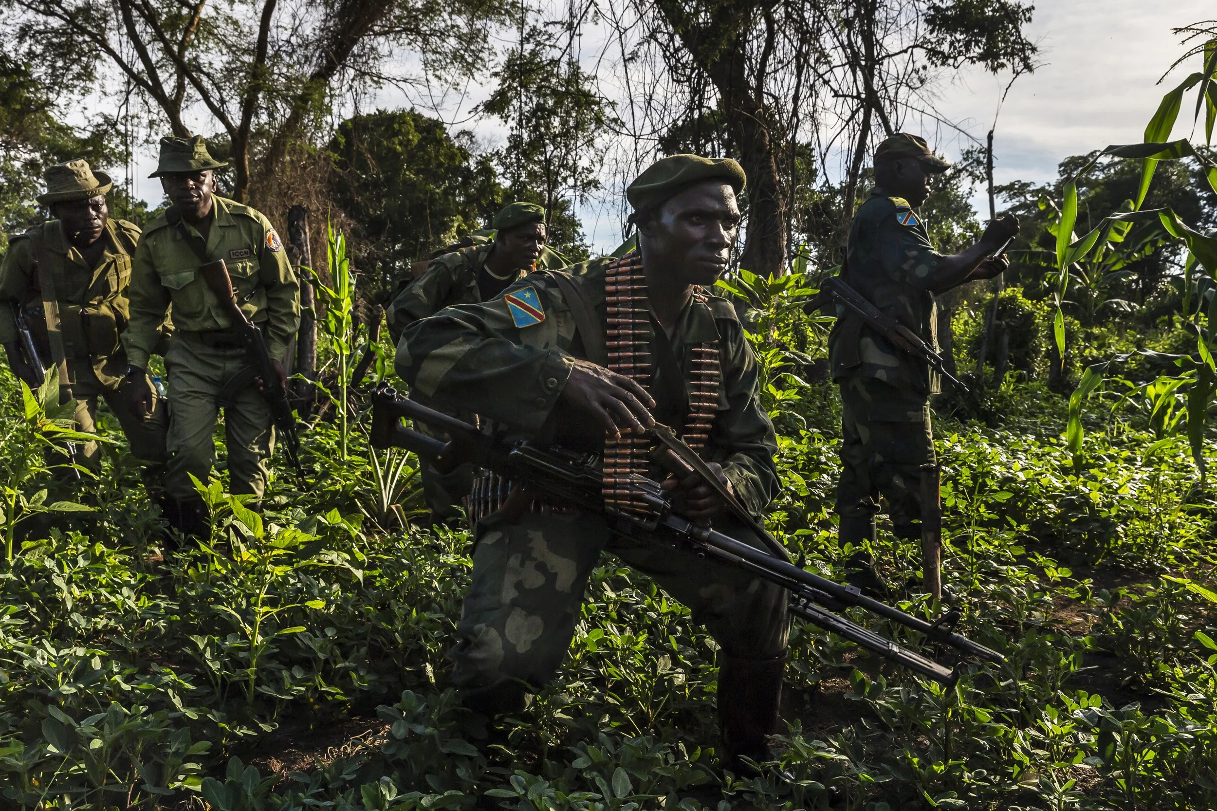 VITSHUMBI REGION, VIRUNGA NATIONAL PARK, DR CONGO, 17 MAY 2015: ICCN conservation rangers on long range patrol locate and destroy an illegal farm inside the boundaries of Virunga National Park. The farm belongs to FDLR, a Hutu led militia movement w