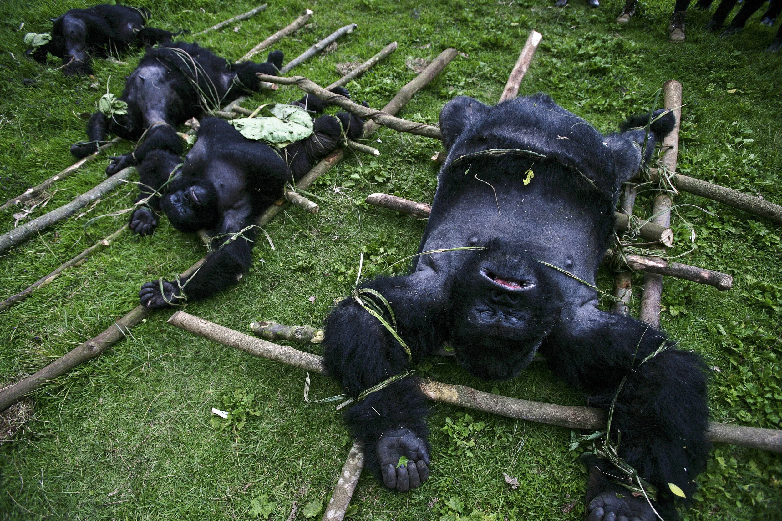 BUKIMA, VIRUNGA NATIONAL PARK, EASTERN CONGO, JULY 2007: Murdered Silverback mountain gorilla Senkwekwe and three female mountain gorillas are seen before being taken away for autopsy. Senkwekwe is the father of rescued baby gorilla Ndakasi, her mot