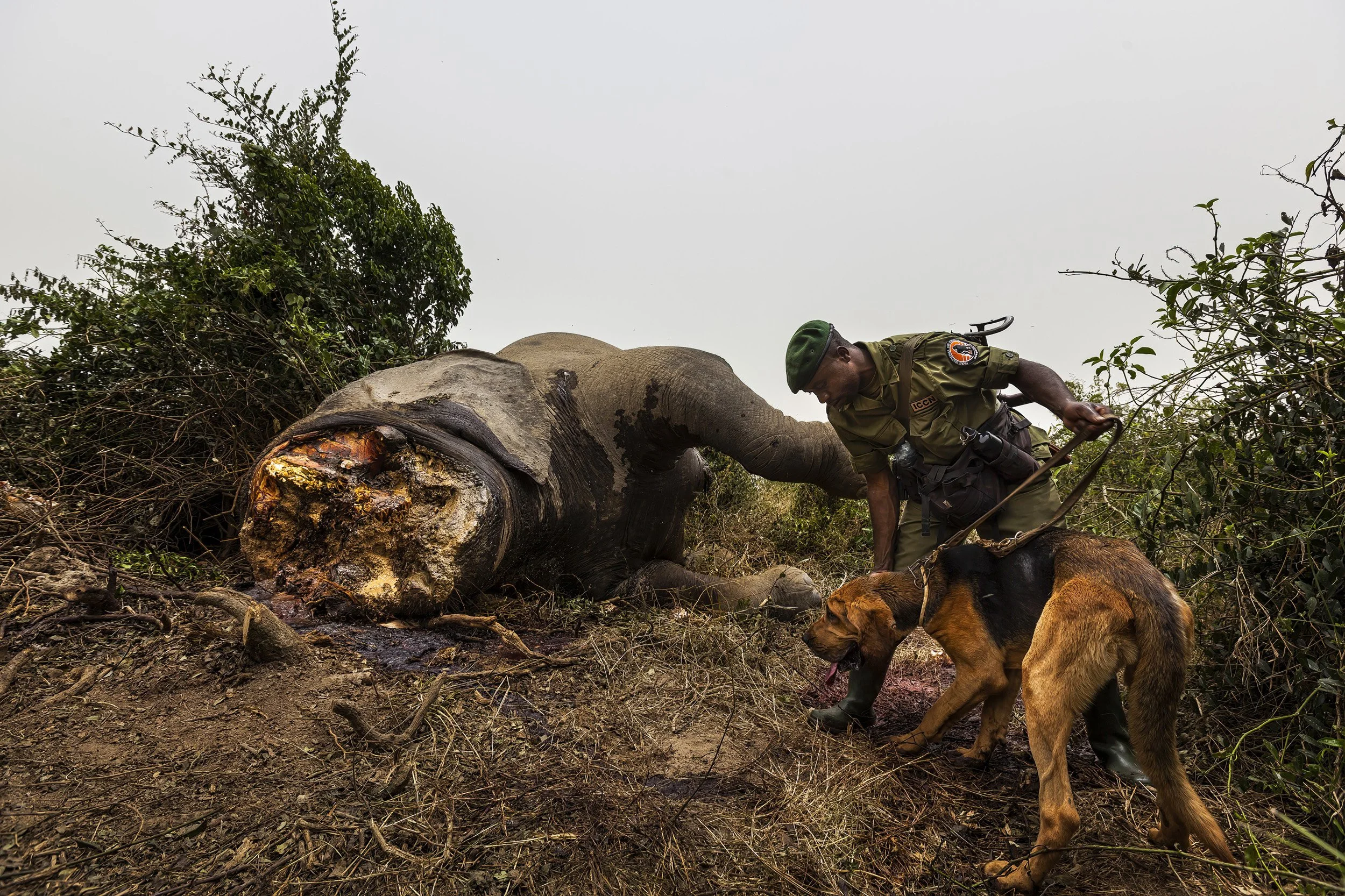 LULIMBI, EASTERN DRC, FEBRUARY 2012: ICCN Conservation Rangers deploy young bloodhounds for the first time in Virunga to investigate the corpse of a recently killed sub-adult male elephant in Lulimbi, Eastern DRC, February 29, 2012. The elephant had