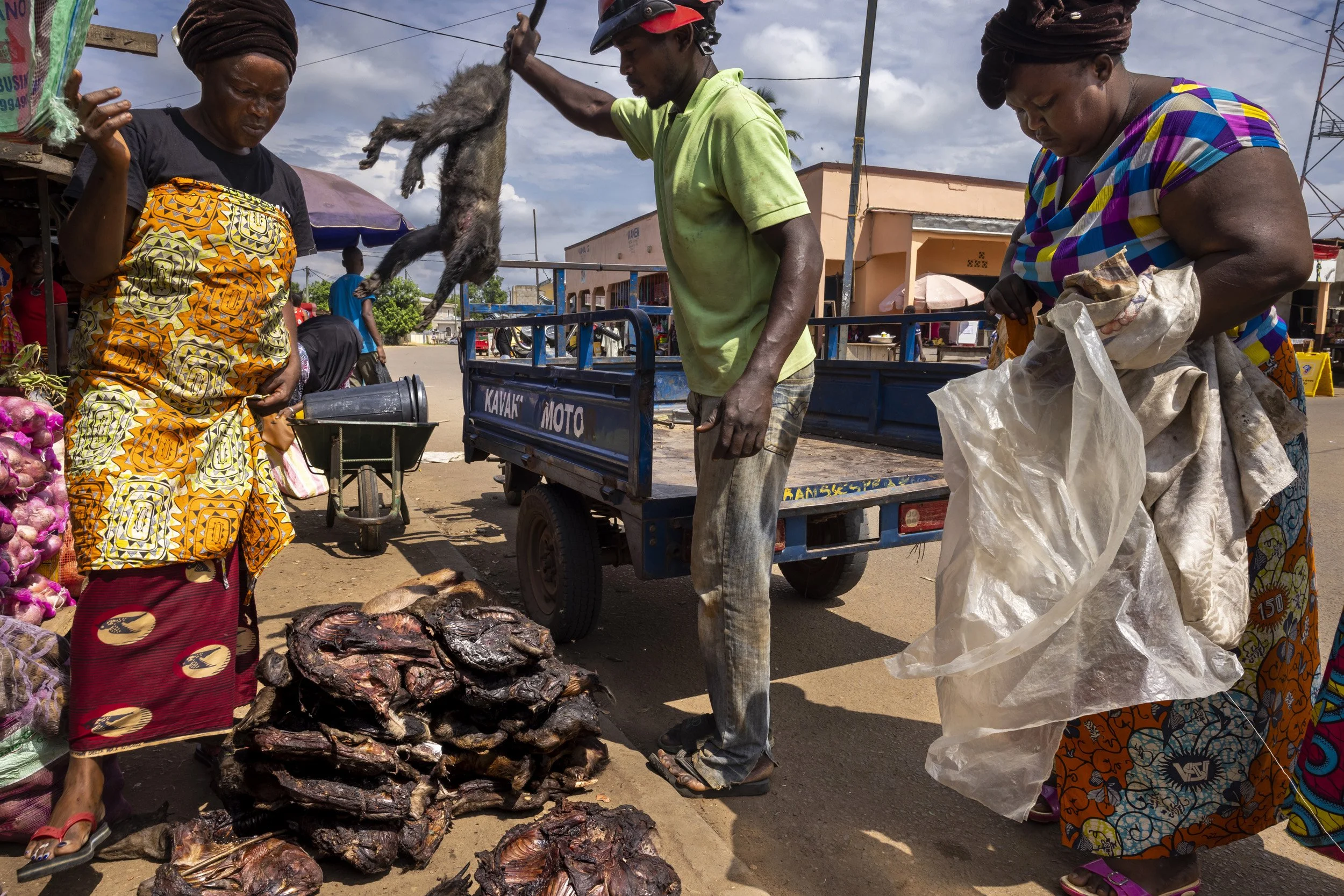 OUESSO, REPUBLIC OF CONGO, 20TH MAY 2021: Bushmeat is delivered to the market from the port. The driver of the small truck carries it to the individula ladies stalls for them. The retail side of the trade is done by women. The animals travel via car
