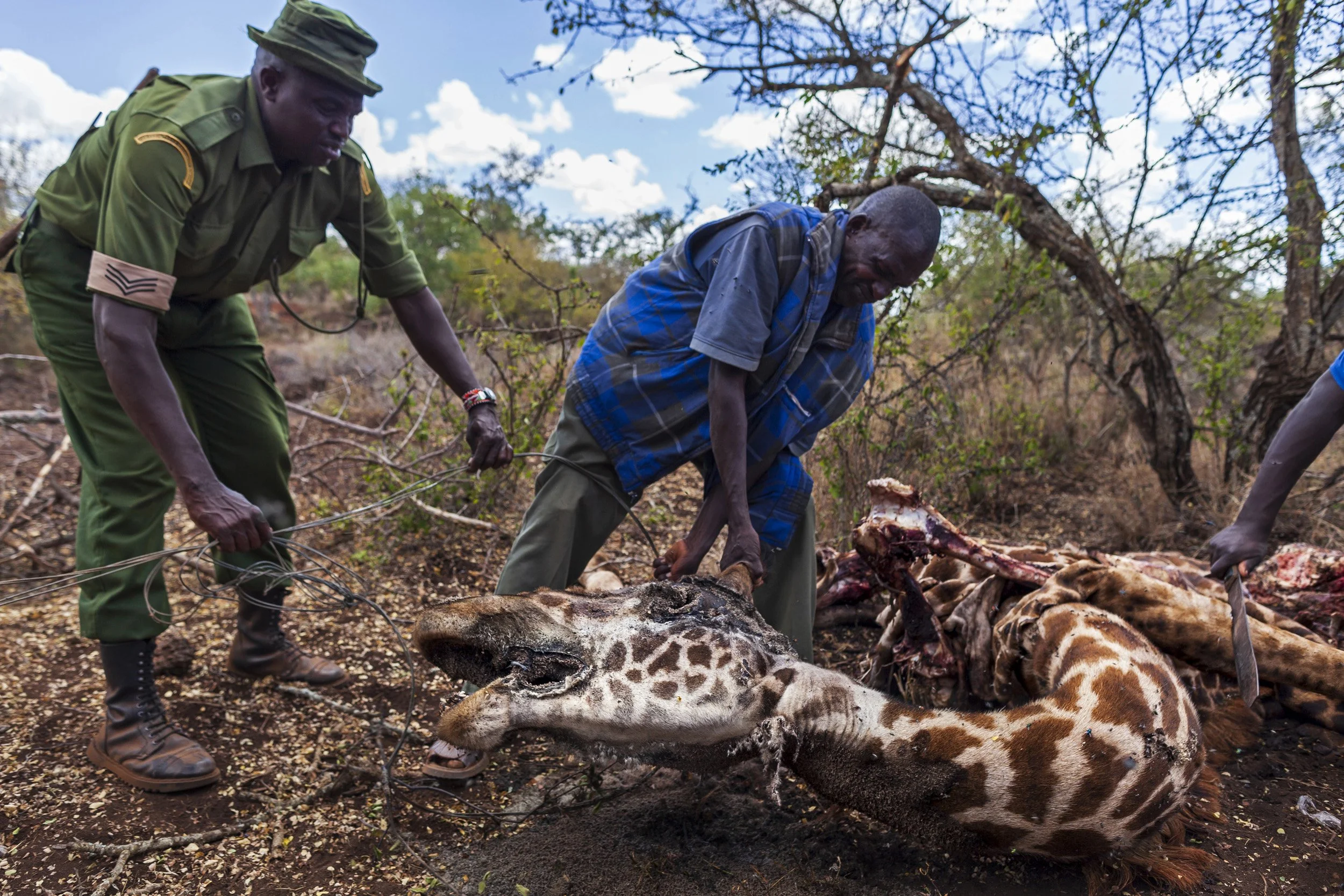 AMBOSELI, KENYA, MAY 2011: Members of a combined Big Life conservation foundation team and Kenya Wildlife Services Rangers discover a snared Giraffe in the Amboseli ecosystem, Kenya, May 29, 2011. KWS has the mandate to protect wildlife in Kenya but