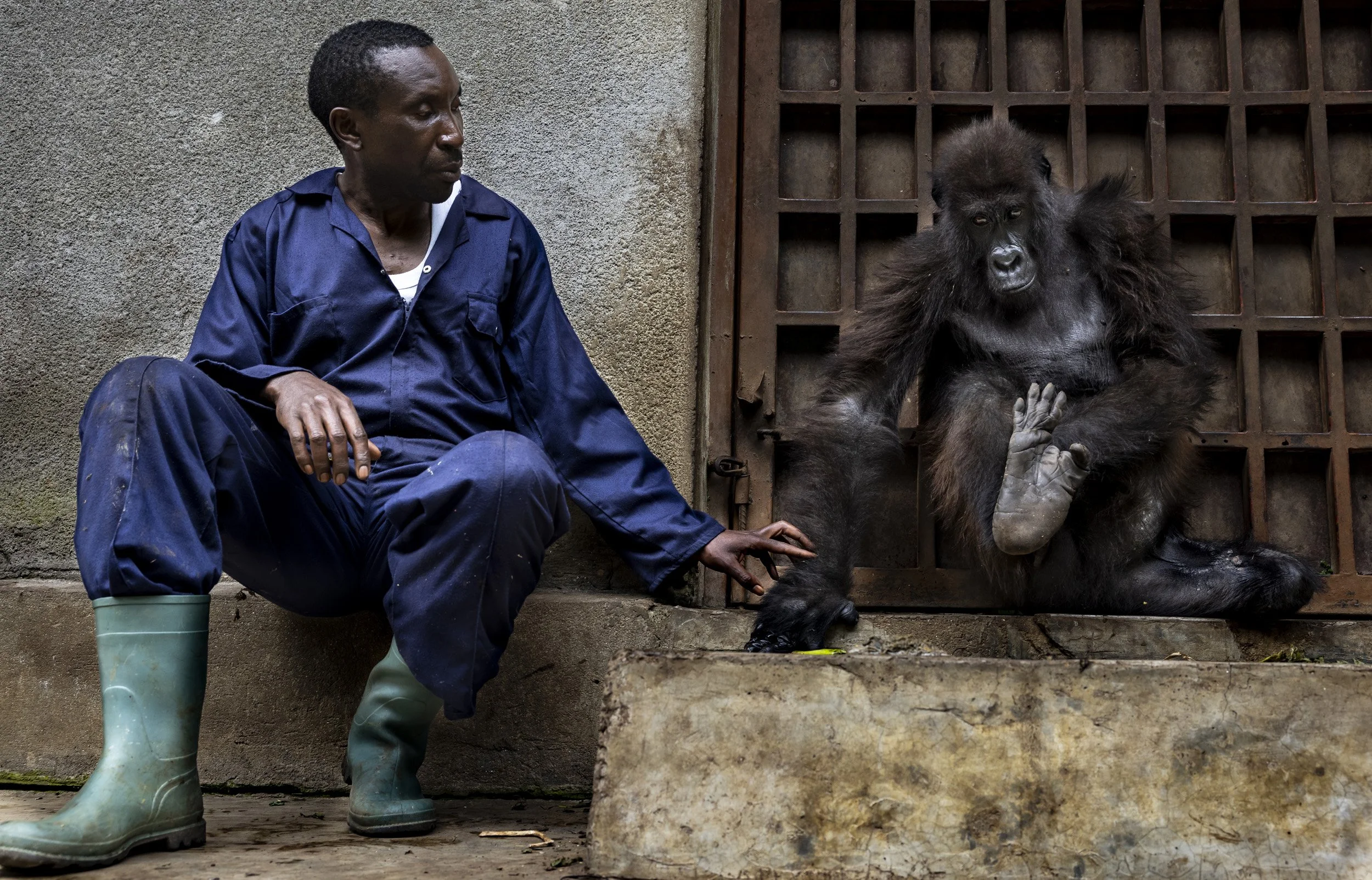 VIRUNGA, DEMOCRATIC REPUBLIC OF CONGO: Mazuka, a young mountain gorilla orphan, is seen with head caregiver Andre in the Senkwekwe Mountain Gorilla orphan center at the park headquarters of Rumangabo. Mazuka is a victim of snaring, a technique where