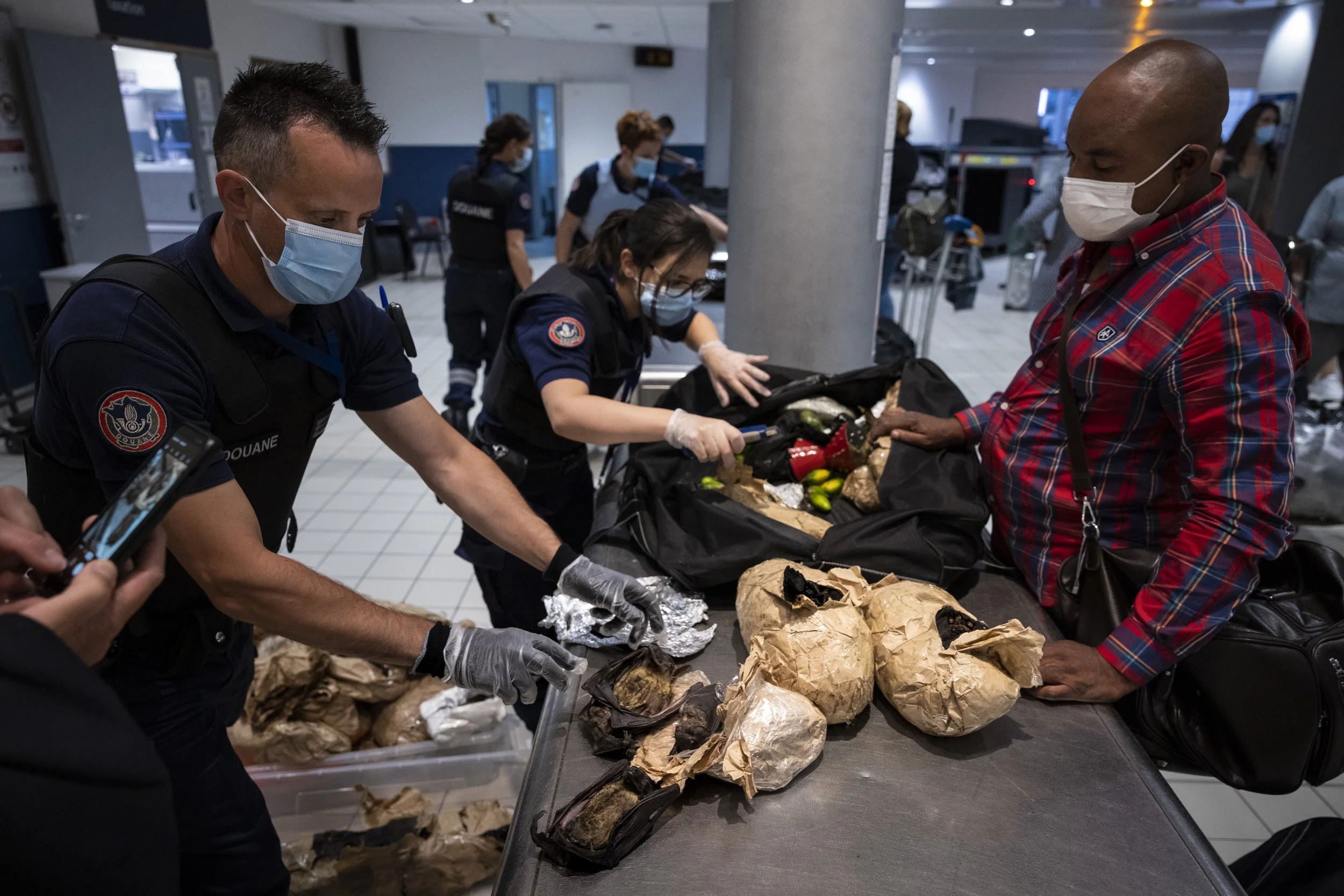 CHARLES DE GAULE AIRPORT, PARIS, FRANCE, 6TH SEPTEMBER 2021: Customs authorities at Charles De Gaule airport seize for illegal wildmeat coming into France. In this case its bats which are known to be carriers of the deadliest zoonotic diseases. The