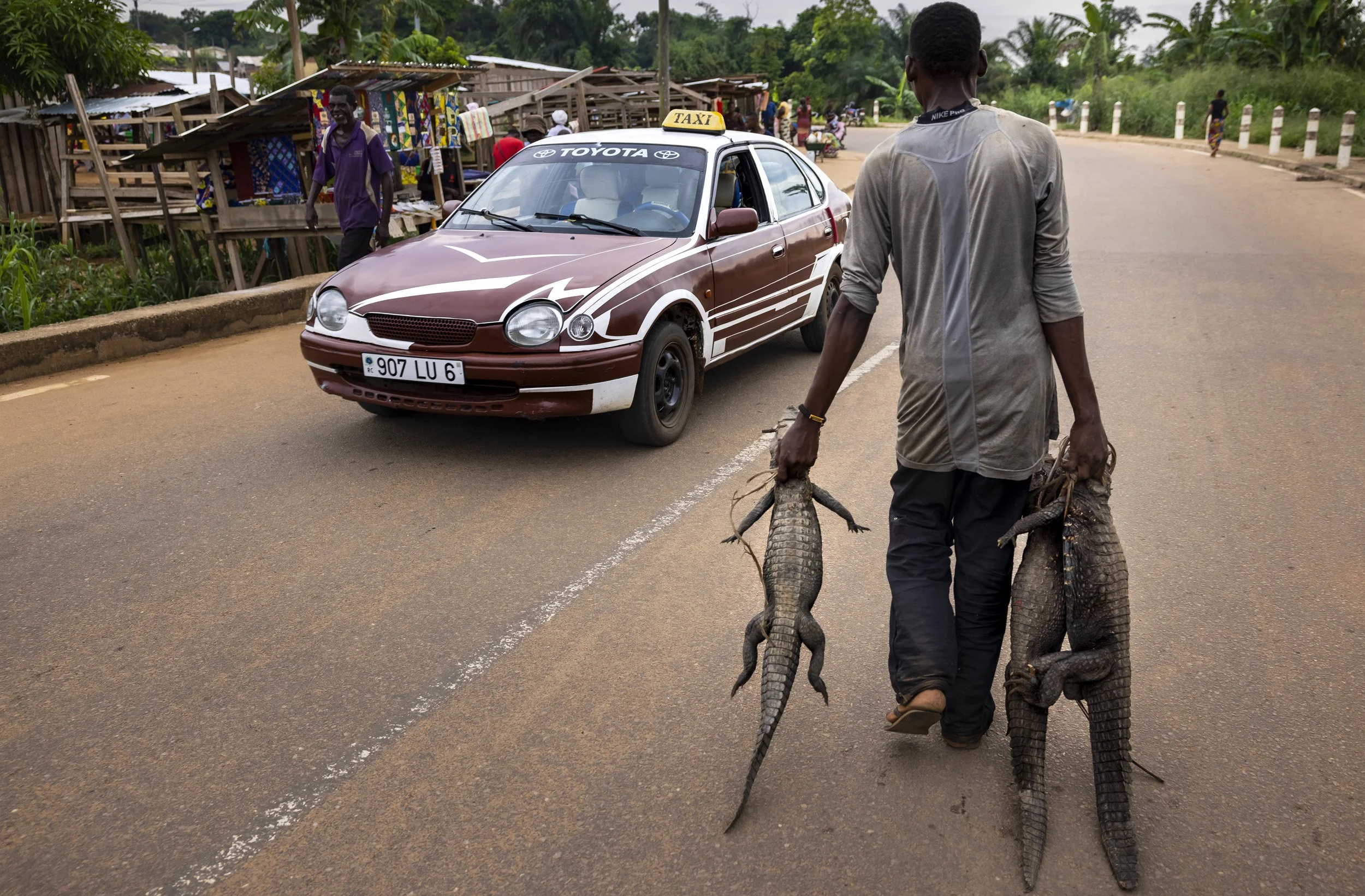 OUESSO, REPUBLIC OF CONGO, 20TH MAY 2021: Bushmeat scenes from the port of Ouesso. The animals travel via car, motorbike and boat. This is a town notorious for its bushmeat market. These are scenes from the wholesale market in the late afternoon whe