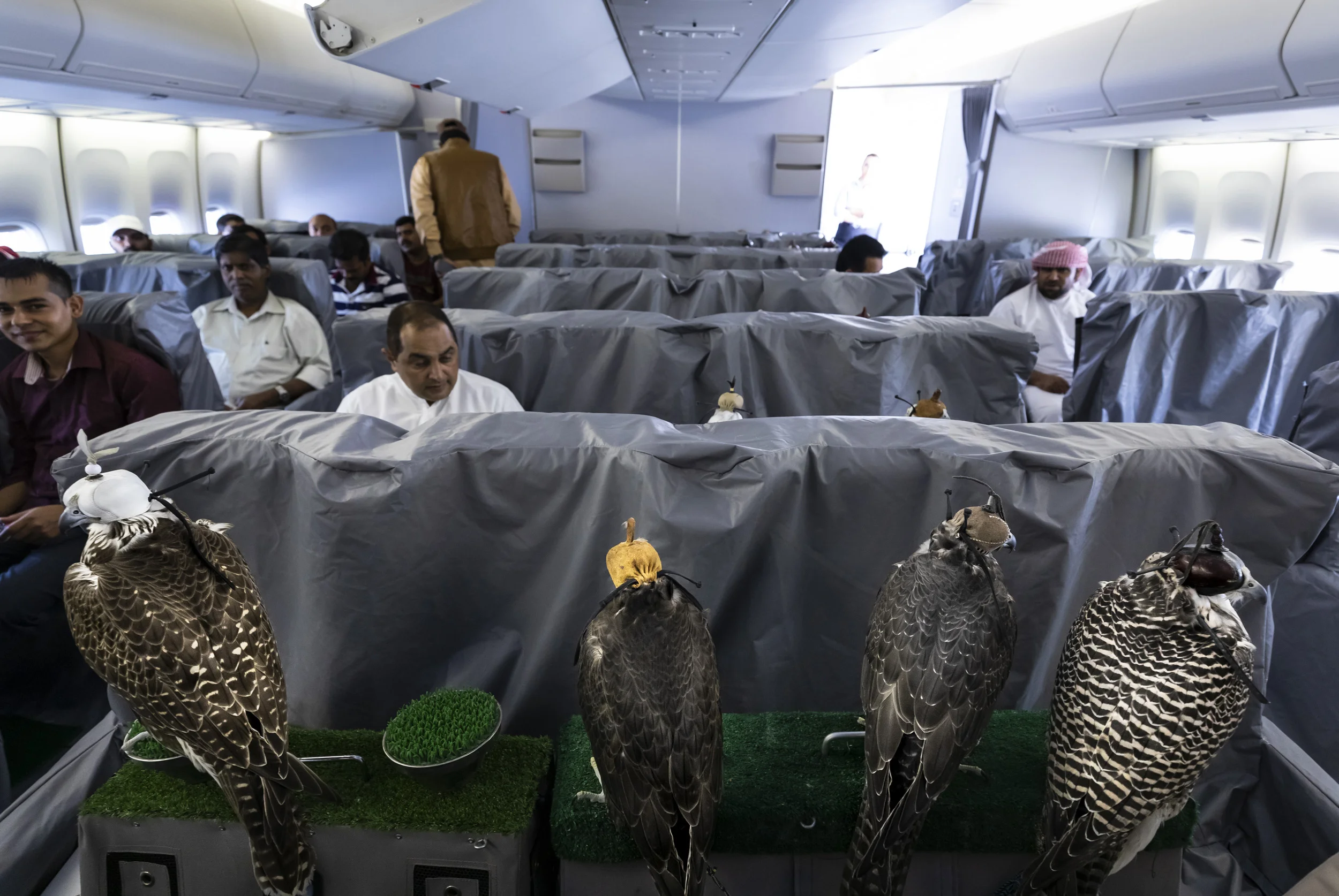 DUBAI, 22 OCTOBER 2018: Passengers for a Falcon hunt in Uzbekistan prepare to depart Dubai on a private flight reserved for Dubai royalty. The falcon handlers are in the back of the plane with the birds. The sheiks and UAE royalty usually depart the