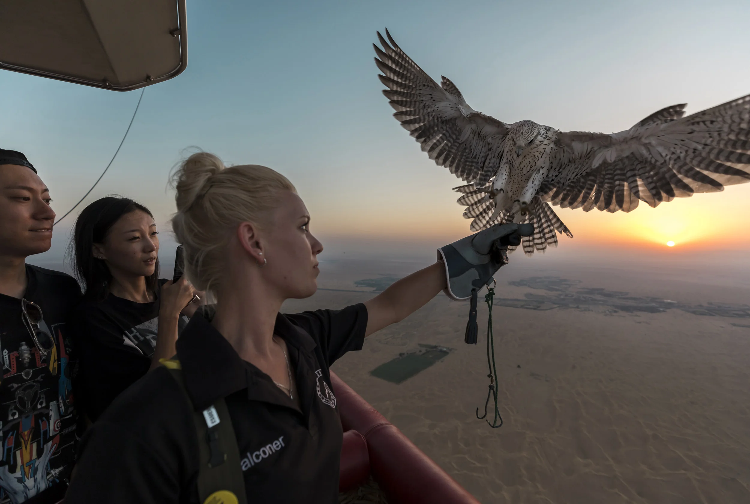 DUBAI, UAE, September 30, 2017: Royal Shaheen falconer Esmerie Van Aarde, perfoms a falcon show for tourists from a hot air balloon over the desert in a Dubai dawn. This is the only known flight of falcons from a hot air balloon and this show is con
