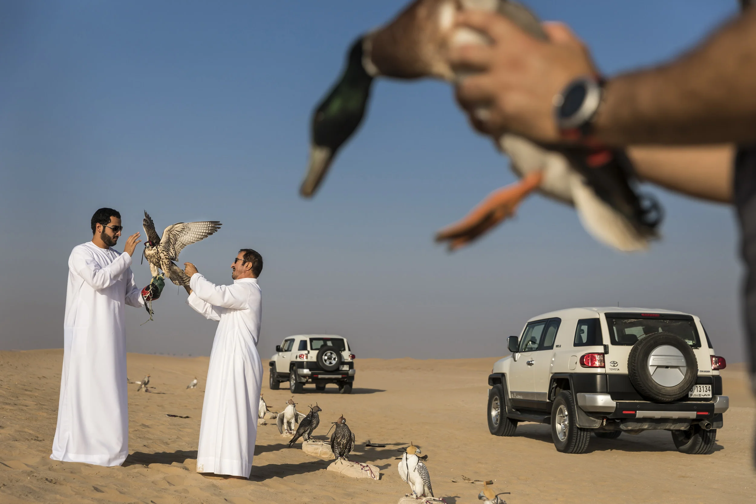 DUBAI, UAE, SEPTEMBER 17, 2017: Sheikh Butti Maktoum Bin Juma, a senior member of the Dubai Royal family, trains his falcons in the desert outside Dubai. The Sheikh begins before dawn during the season, using multiple techniques to train the falcons