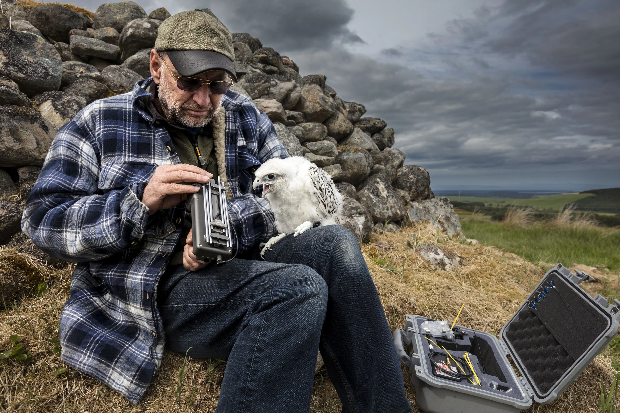 ELGIN, SCOTLAND, 8 JUNE 2017: Young falcons are placed in a Hacking Box on breeder Howard Waller's property. This is a box placed on the moor out of sight of human contact. The young birds who have previously know a lot of human contact are now rewi