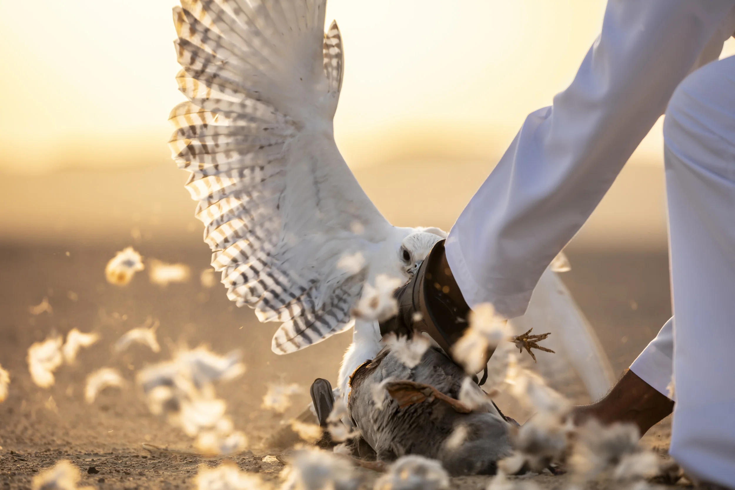 DUBAI, 15 OCTOBER 2018: Captive bred Gyr hybrid falcons, a new breed of super falcon, capture Mallard ducks during training in the desert outside Dubai. These birds will be used for falcon hunts in Pakistan and Uzbekistan and an incredible amount of