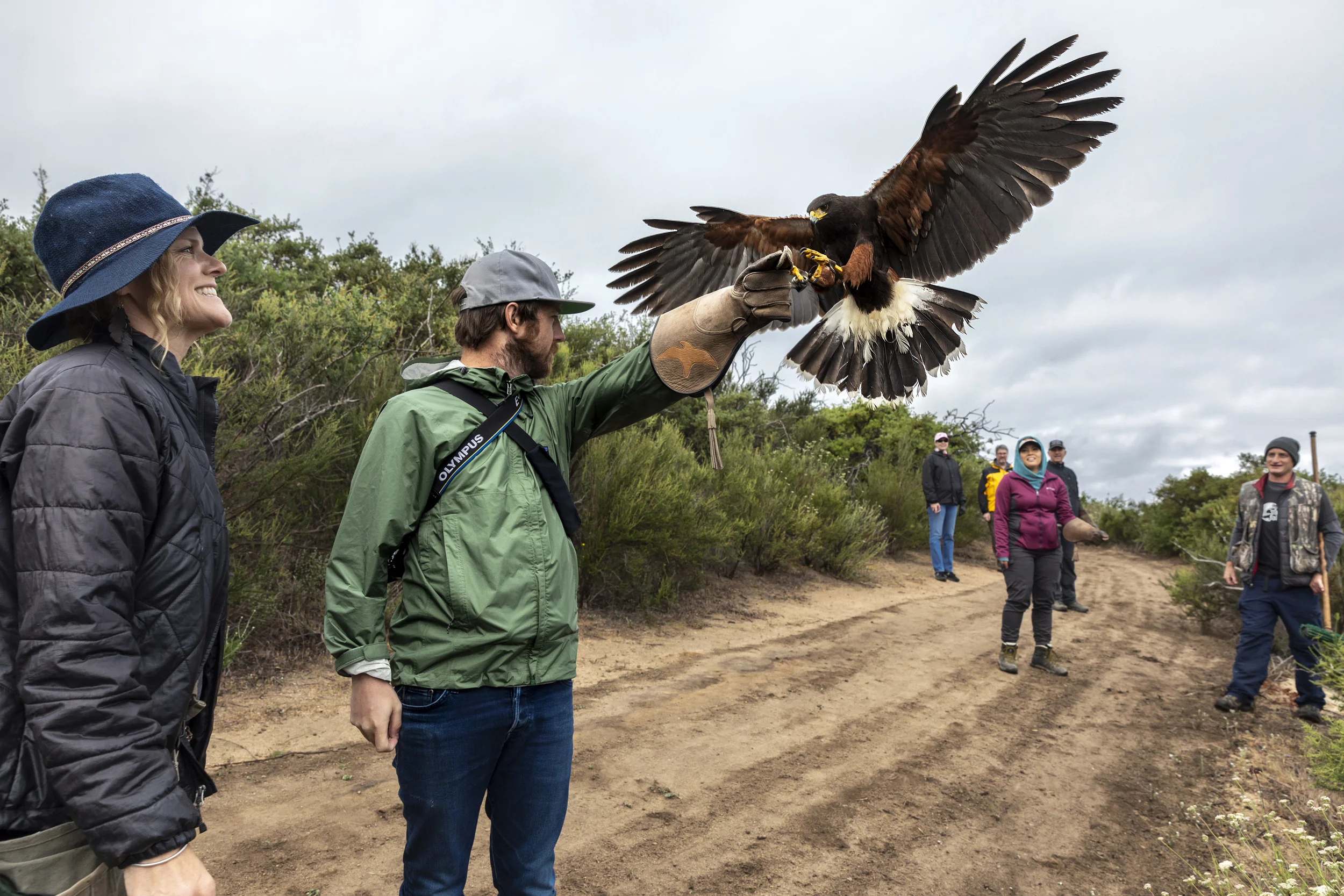 ALPINE, CALIFORNIA, 12 MAY 2018: Visitors to Sky Falconry experience what it is like to work with a bird of prey as they handle a Harris Hawk for the first time. Sky Falconry is one of the few USA Falconry schools licensed to bring this experience t
