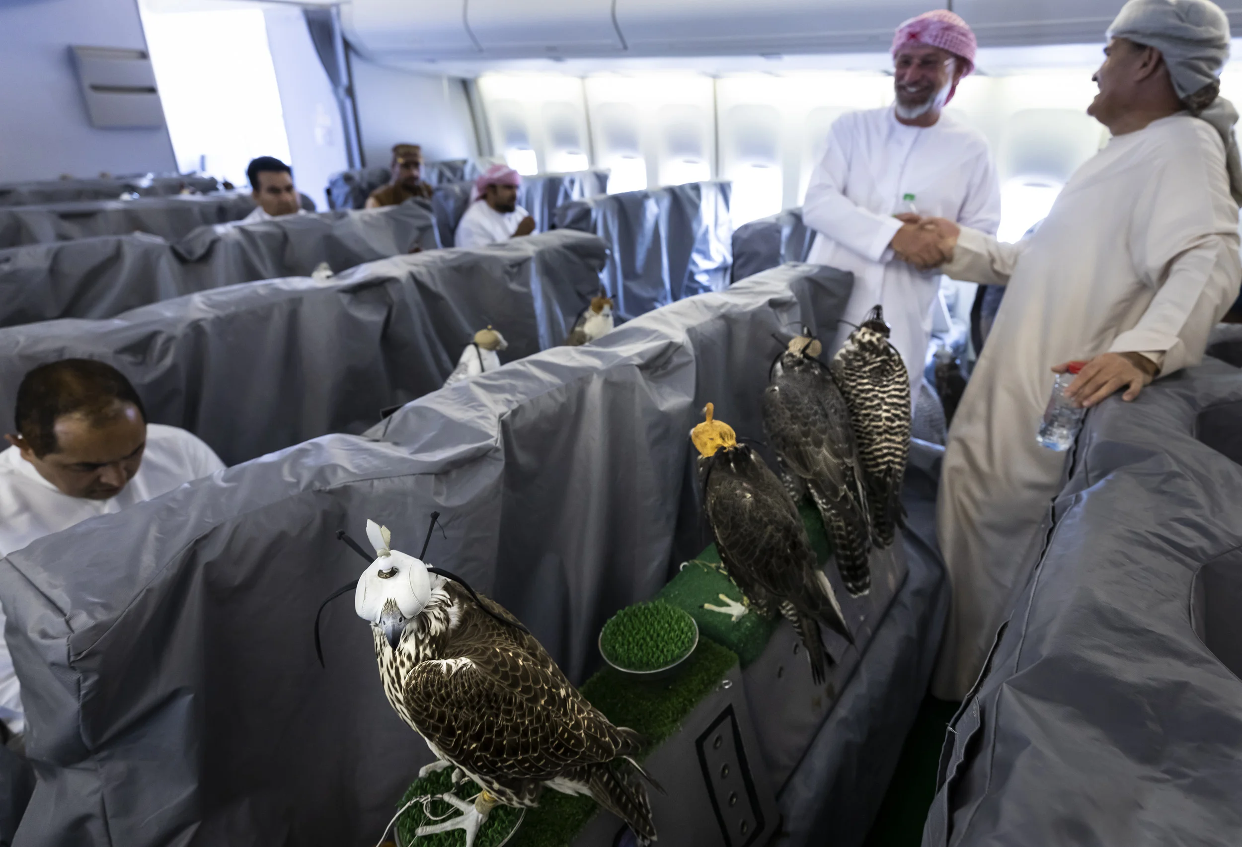 DUBAI, 22 OCTOBER 2018: Passengers for a Falcon hunt in Uzbekistan prepare to depart Dubai on a private flight reserved for Dubai royalty. The falcon handlers are in the back of the plane with the birds. The sheiks and UAE royalty usually depart the