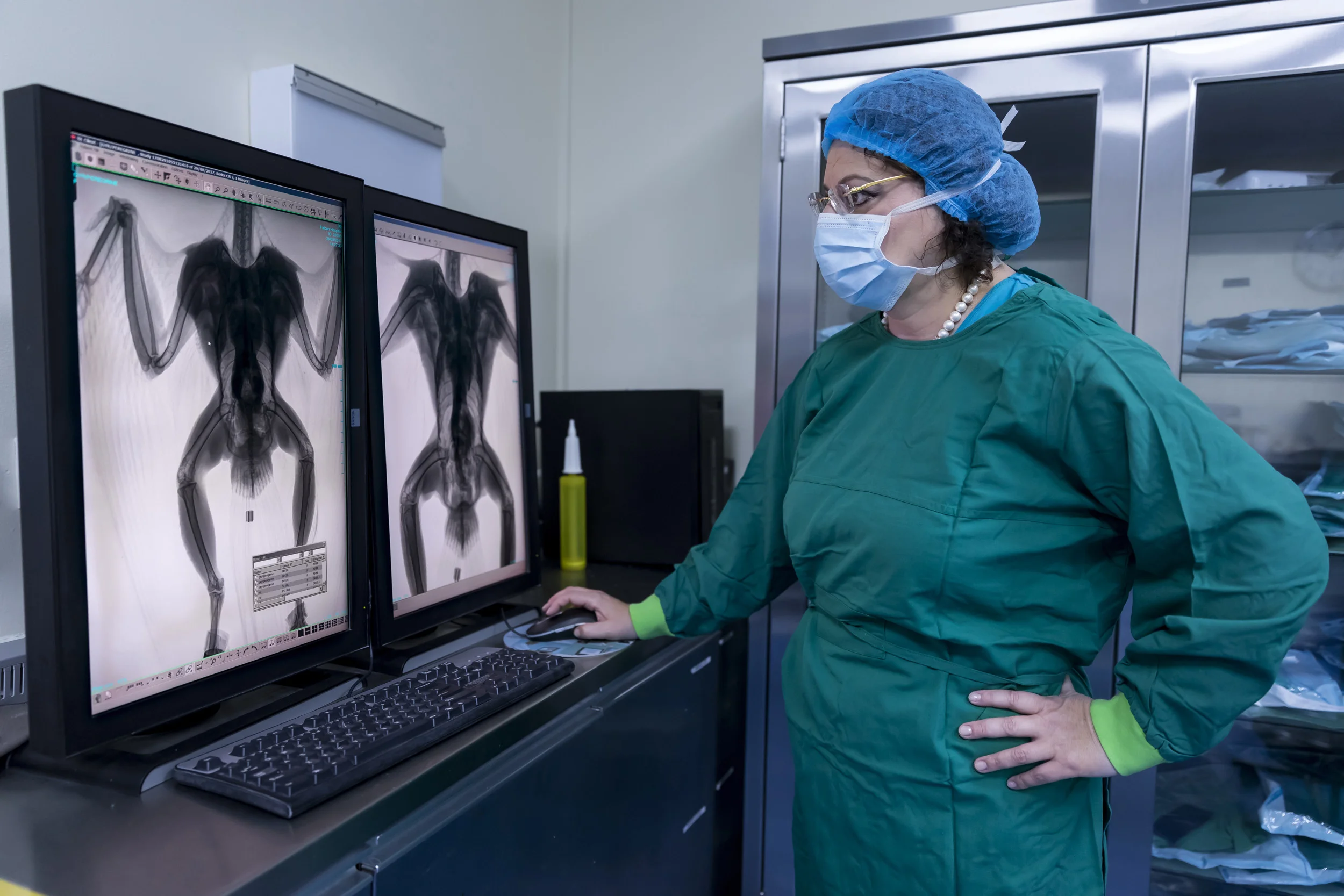 ABU DHABI, UAE, 24 SEPTEMBER, 2017: Scenes from Abu Dhabi Falcon Hospital, the largest and best known falcon hospital in the world. The higher echelons of the UAE falconers literally spend millions of dollars on housing, training and caring for thei