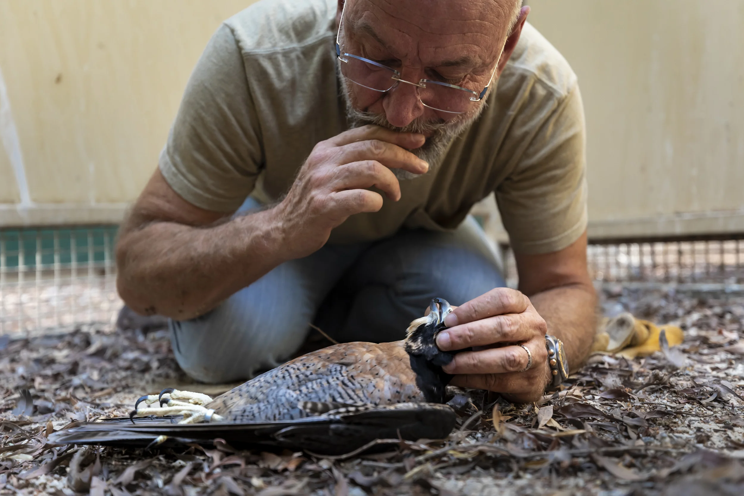 DUBAI, UAE, 18 OCTOBER 2018: Howard Waller attempts to resuscitate a young falcon he has bred from birth. The resuscitation was unsuccessful and the falcon died. Howard was attempting to tranquilize the bird for DNA swabbing for transport to Scotlan