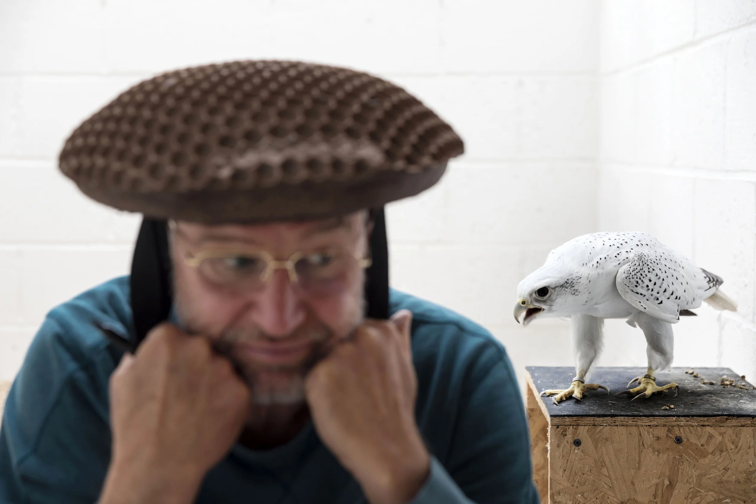 ELGIN, SCOTLAND, 11 JUNE 2017: Howard Waller is one of the world’s premier Falcon breeders. He is seen inside the cage of a male Gyr Falcon who he has imprinted. The male views Howard as a mate and when it is mating season, this bird will fly onto t