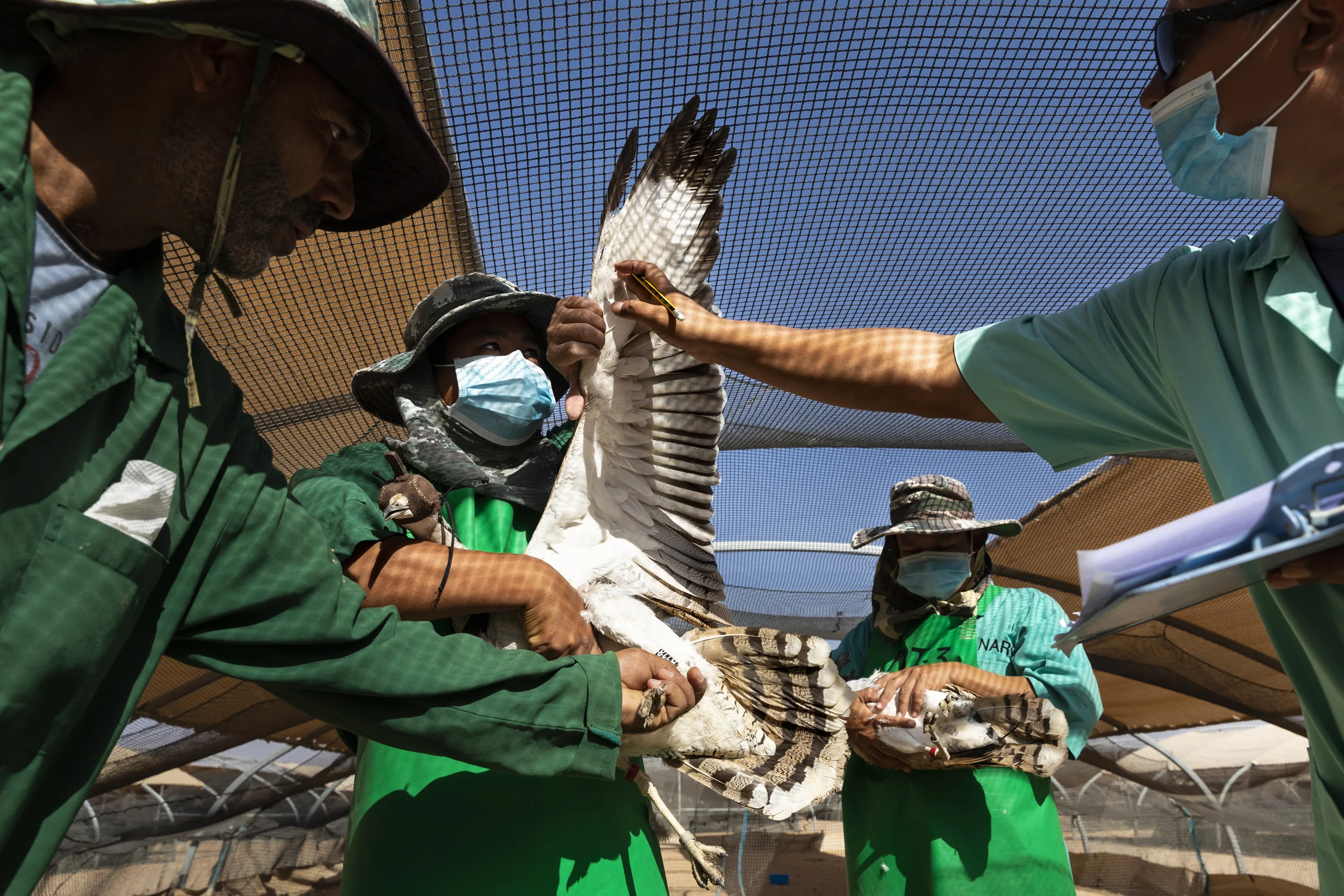 BERGA SOKUR RESERVE, WESTERN ABU DHABI, MARCH 27, 2018: Images from the International Fund for Houbara Conservations National Avian Research Centre in Abu Dhabi. On this occasion over 200 captive bred Houbara Bustard’s were selected from breeding p
