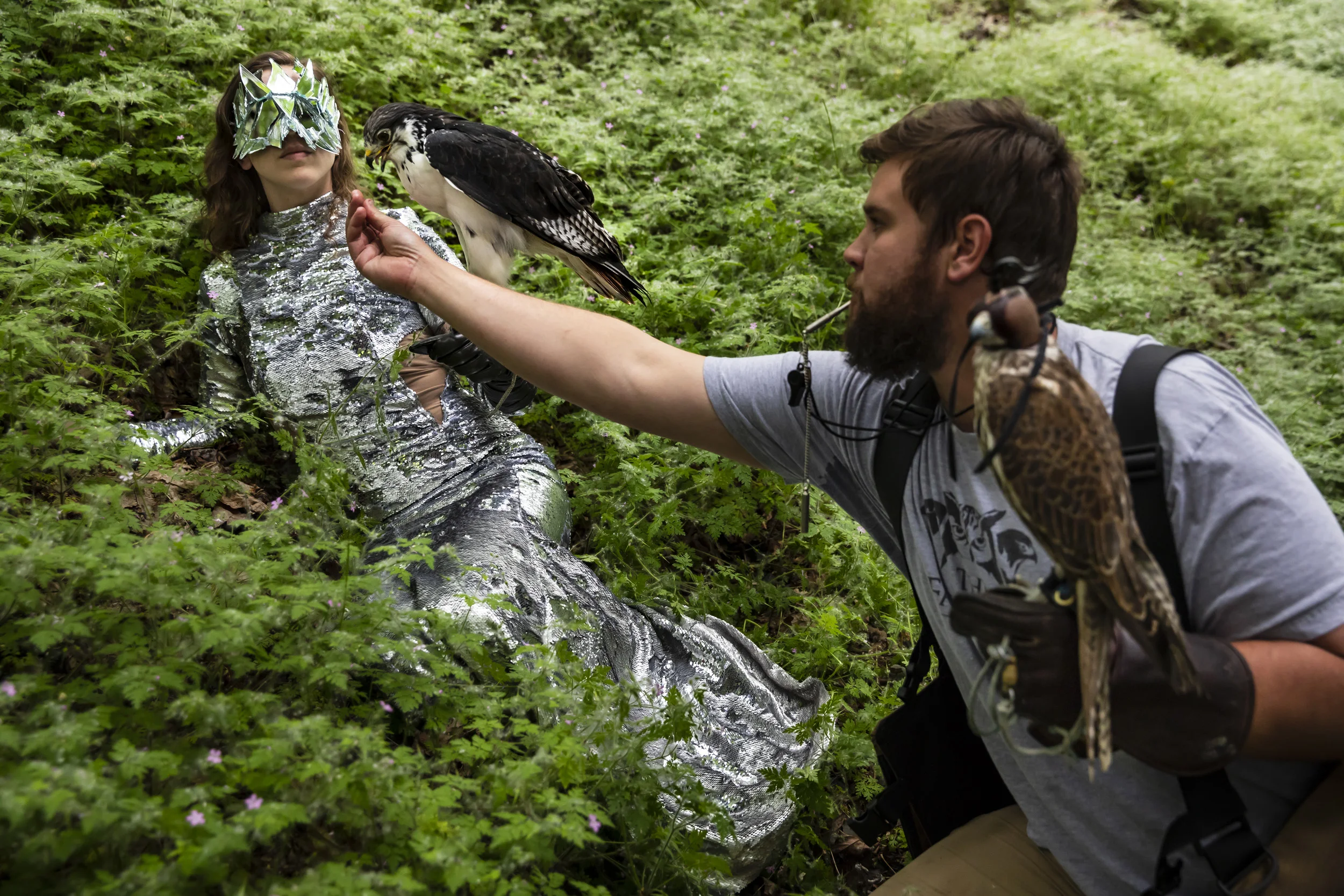 SEATTLE, WASHINGTON STATE, USA, 26 MAY 2018: Falconry handler John Prucich, also known as the FalcOner, wrangles falcons, owls and buzzards on a photo shoot. John runs a Seattle based company specializing in "all things birds of prey." On this day h