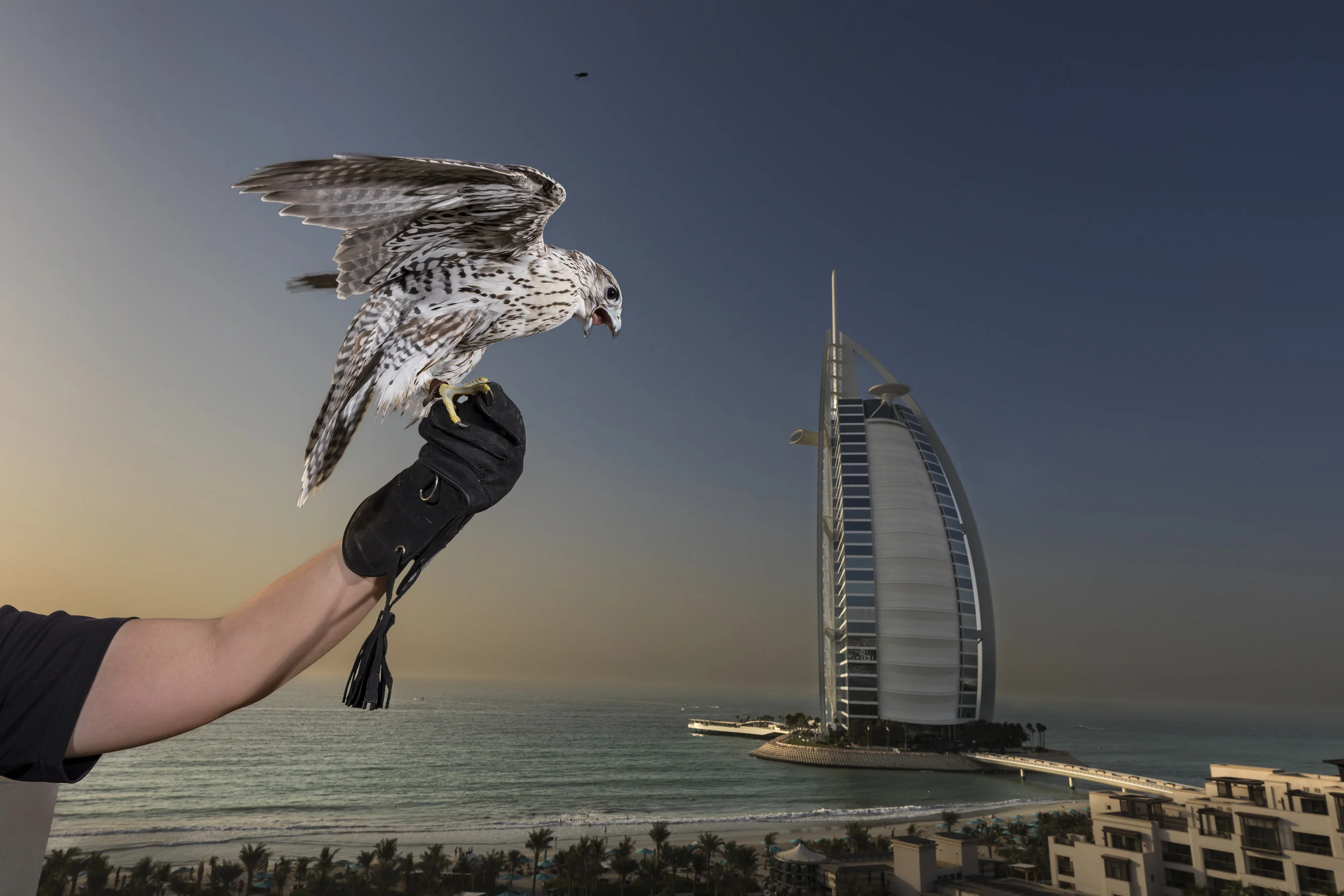 DUBAI, UAE, OCTOBER 4, 2017: A falconer from Royal Shaheen Falcons flies a falcon from a Jumeriah hotel group rooftop, the famous Burg Al Arab in the background. Falcons are flown around a number of hotels in Dubai as a means of pest control from pi