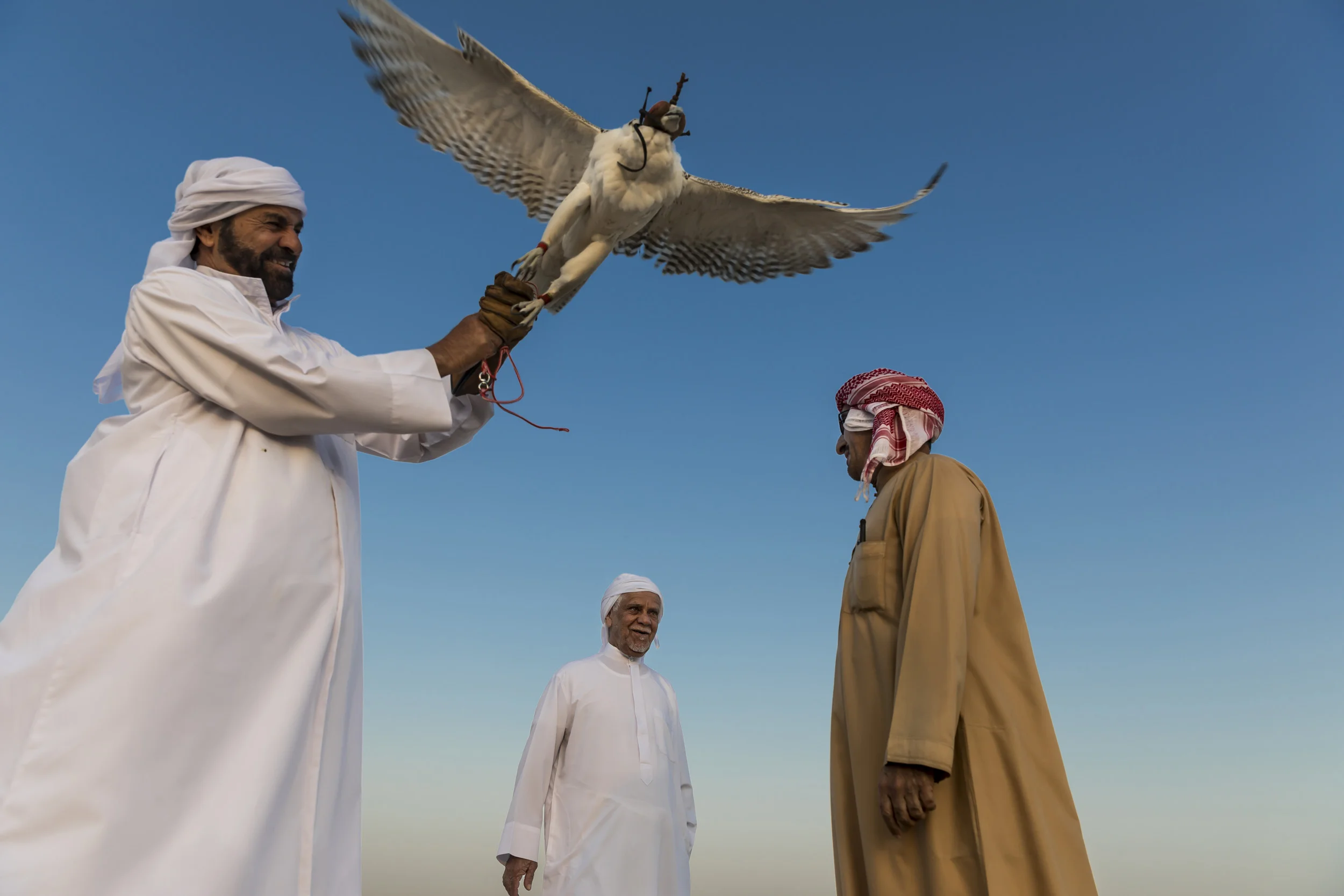 DUBAI, UAE, SEPTEMBER 20, 2017: Sheikh Butti Maktoum Bin Juma, a senior member of the Dubai Royal family, trains his falcons in the desert outside Dubai. The Sheikh begins before dawn during the season, using multiple techniques to train the falcons