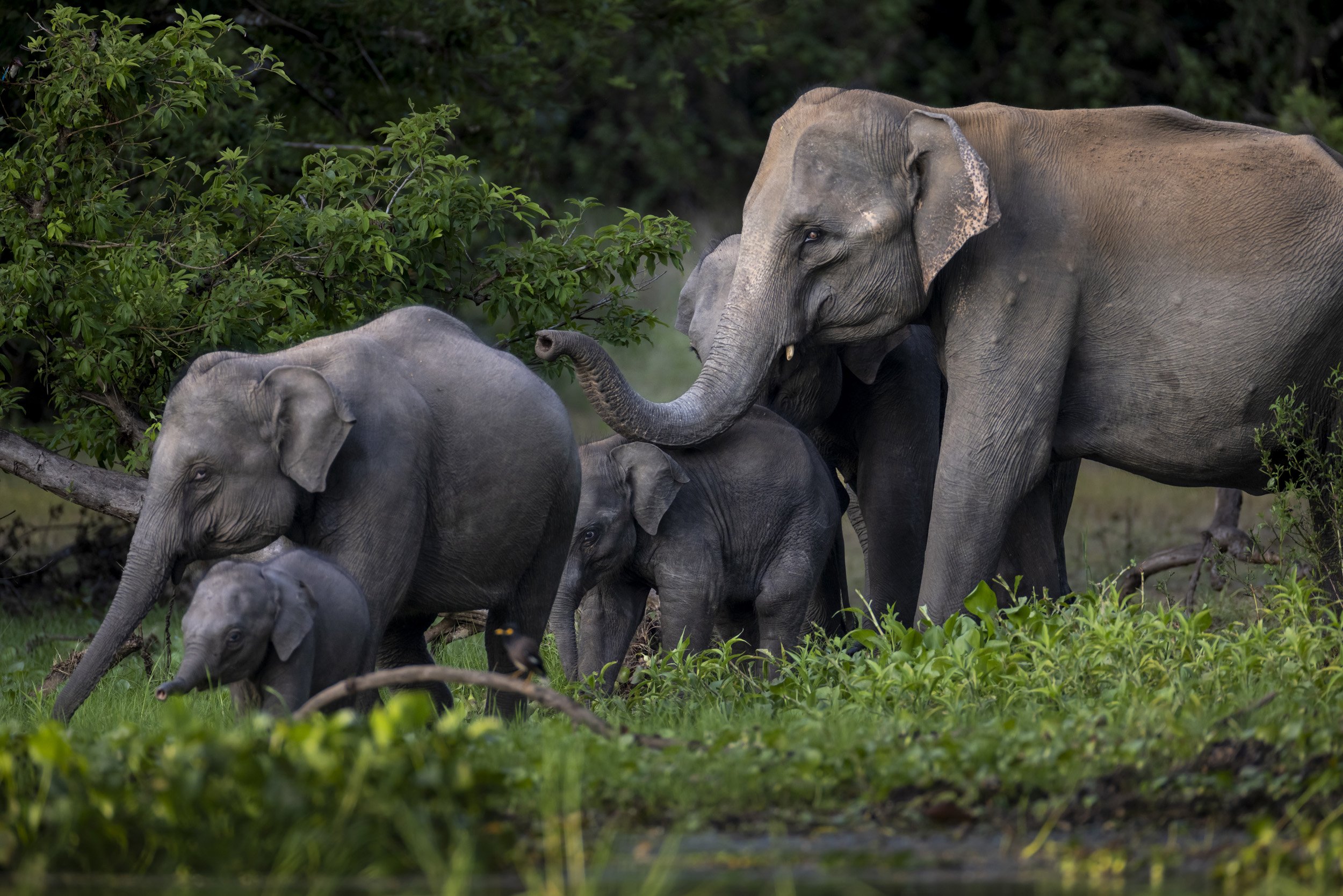 GALGAMUWA, SRI LANKA, 27 JUNE, 2022: A single female escorts multiple calves and juveniles, a phenomenon known as nursery behaviour. They are seen at drinking water at a small lake close to village home on the border region of the Kahalla Pallawa na