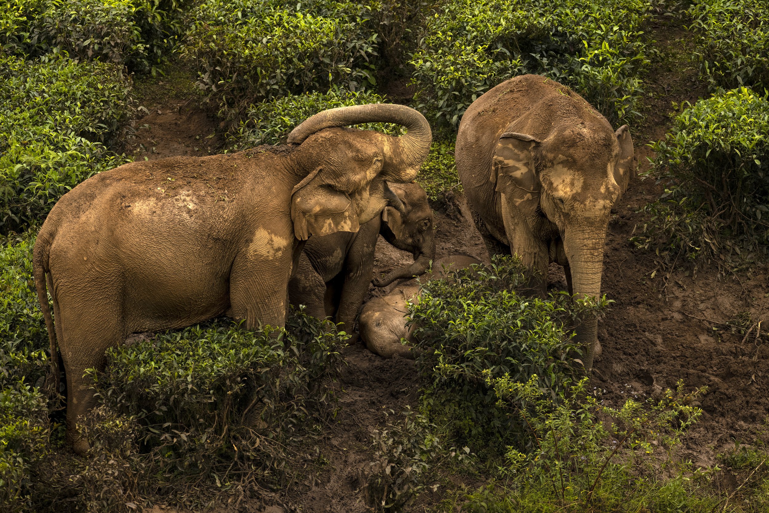 VALPARAI, TAMIL NADU, INDIA, 16TH OCTOBER 2022: Valparai is a huge tea-estate area that British colonialists transformed from native foreest in 1890 as a response to the Chinese hike in tea prices. There was no concession given to the presence of th
