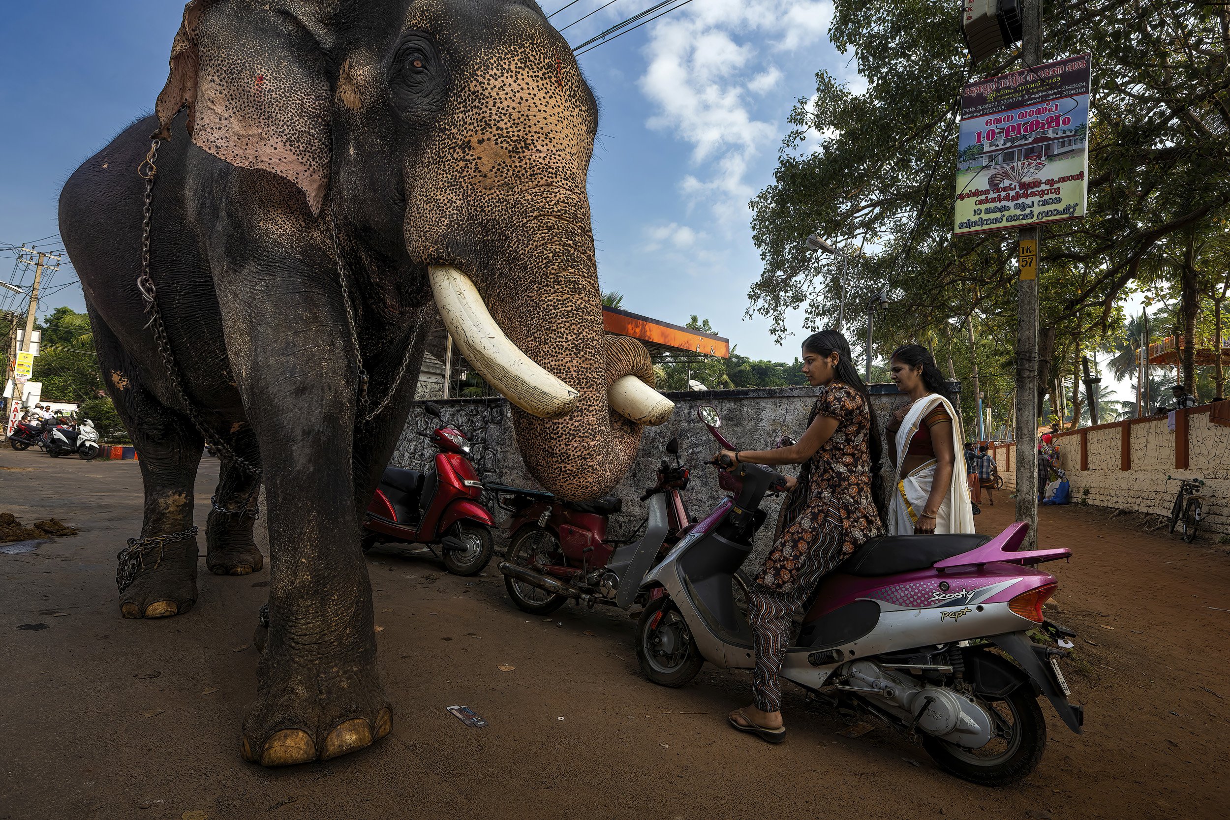KERALA, INDIA, 15 APRIL 2013: An elephant walks past two nervous women on its way to attend a festival in Kerala, India 15 April 2013. Elephants have become increasingly popular at religious festivals in Kerala, for centuries they have been used by