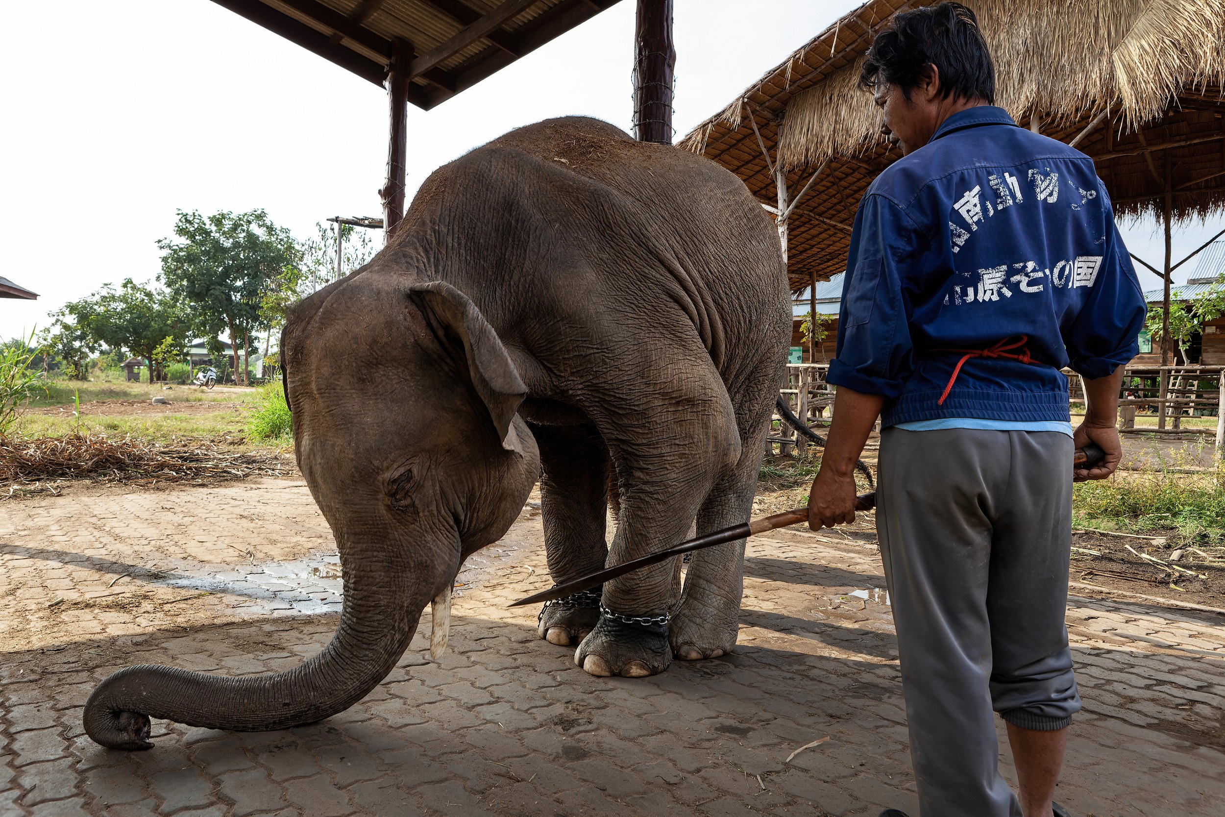 SURIN, THAILAND, NOVEMBER 2011: Surin Elephant Village in Surin, Thailand, November 9th, 2011. There are over 200 elephants at this village, most of whom are used in shows which appeal to tourists. The Thai elephant used to be used in logging but th