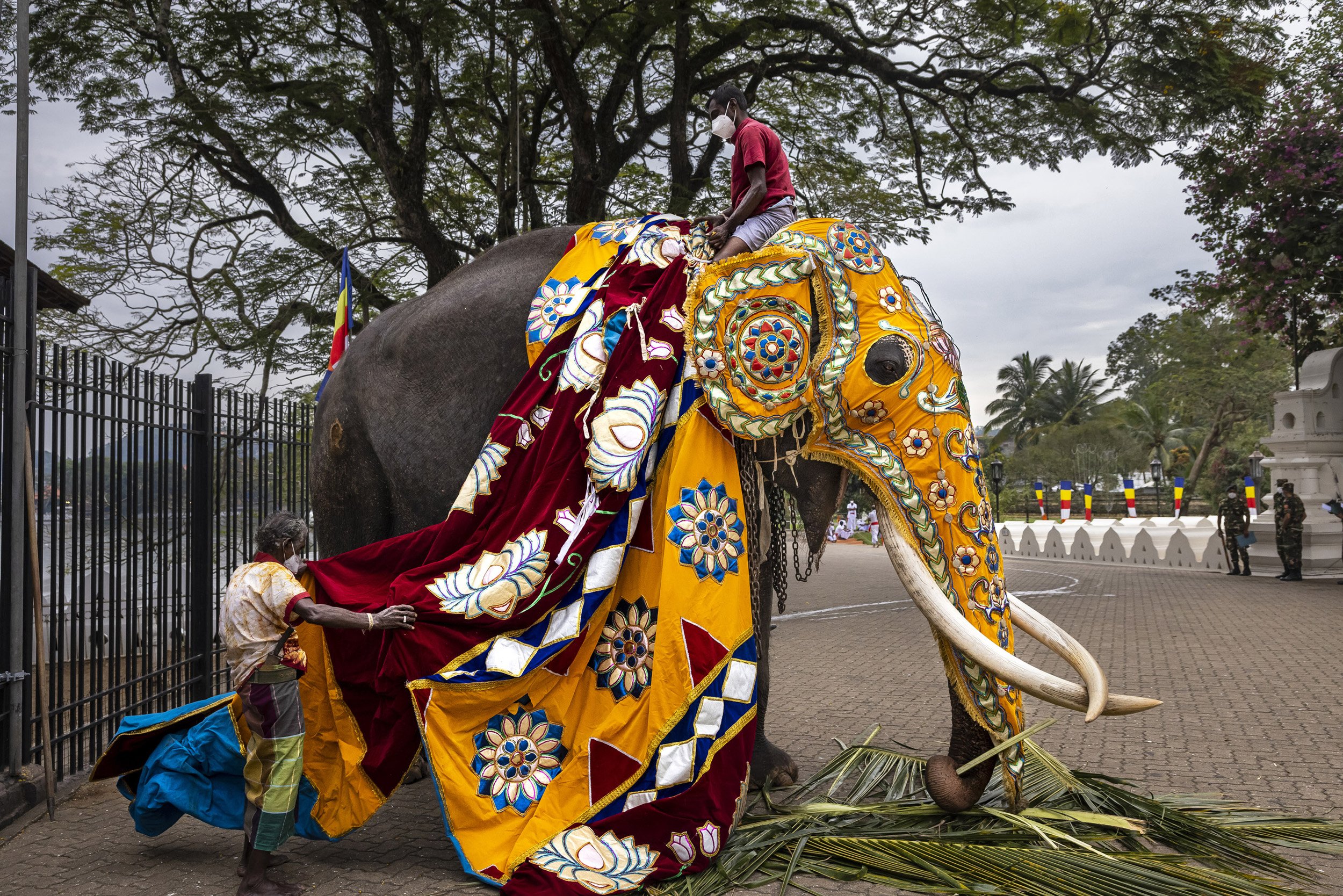 KANDY, SRI LANKA, 21 AUGUST 2021: Significant elephants are bathed and dressed for the Perahera. The Esala Perahera in Kandy is celebrated to honor the Sacred Tooth Relic and the four 'guardian' Gods Natha, Vishnu, Kataragama and Goddess Pattini. It