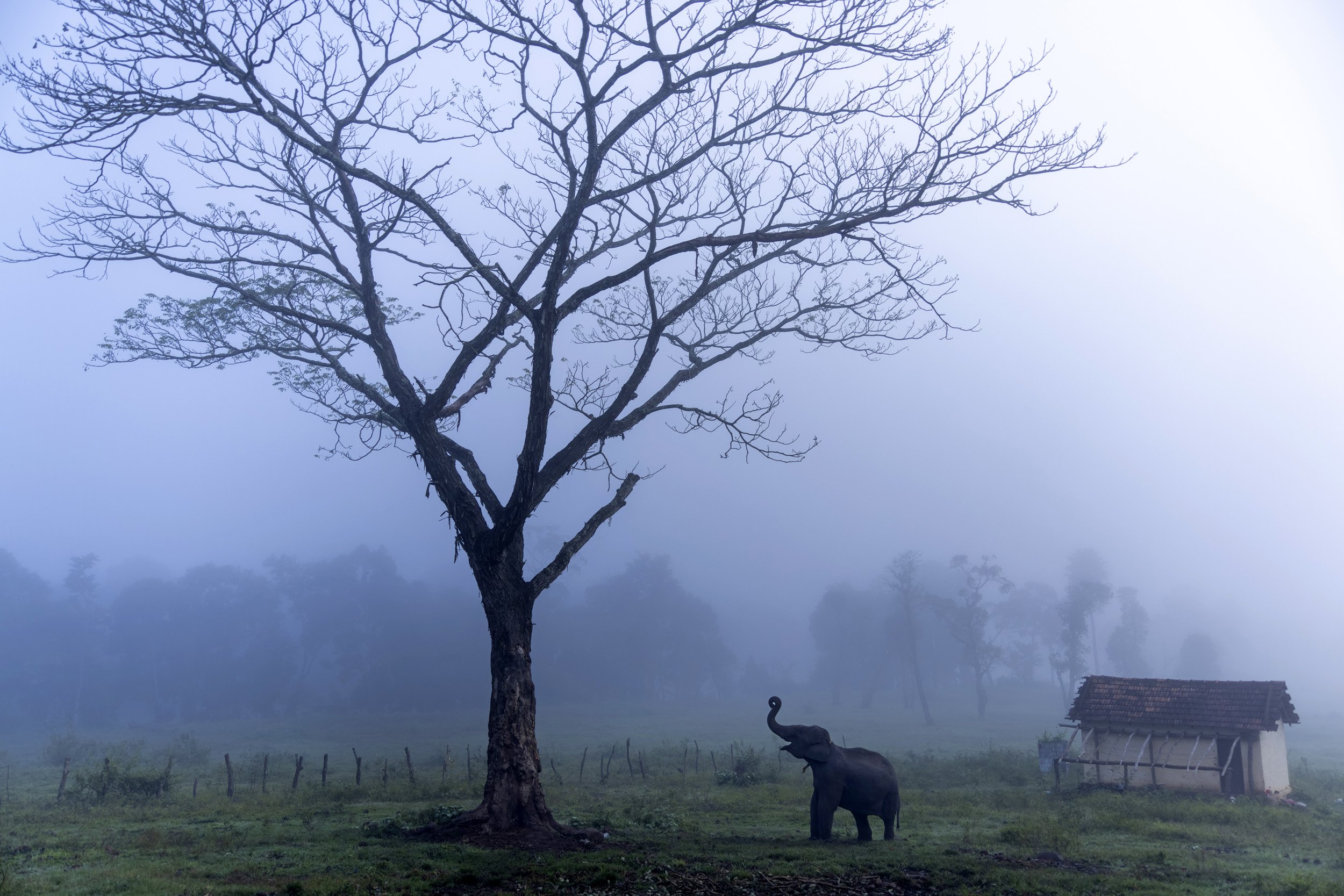 DUBARE ELEPHANT CAMP, KARNATAKA, INDIA, 22ND OCTOBER 2022: Dubare is one of the larger elephant camps in India, a place where captured elephants are brought and kept. Elephant orphans from the wild are brought to these camps as well as elephants fro