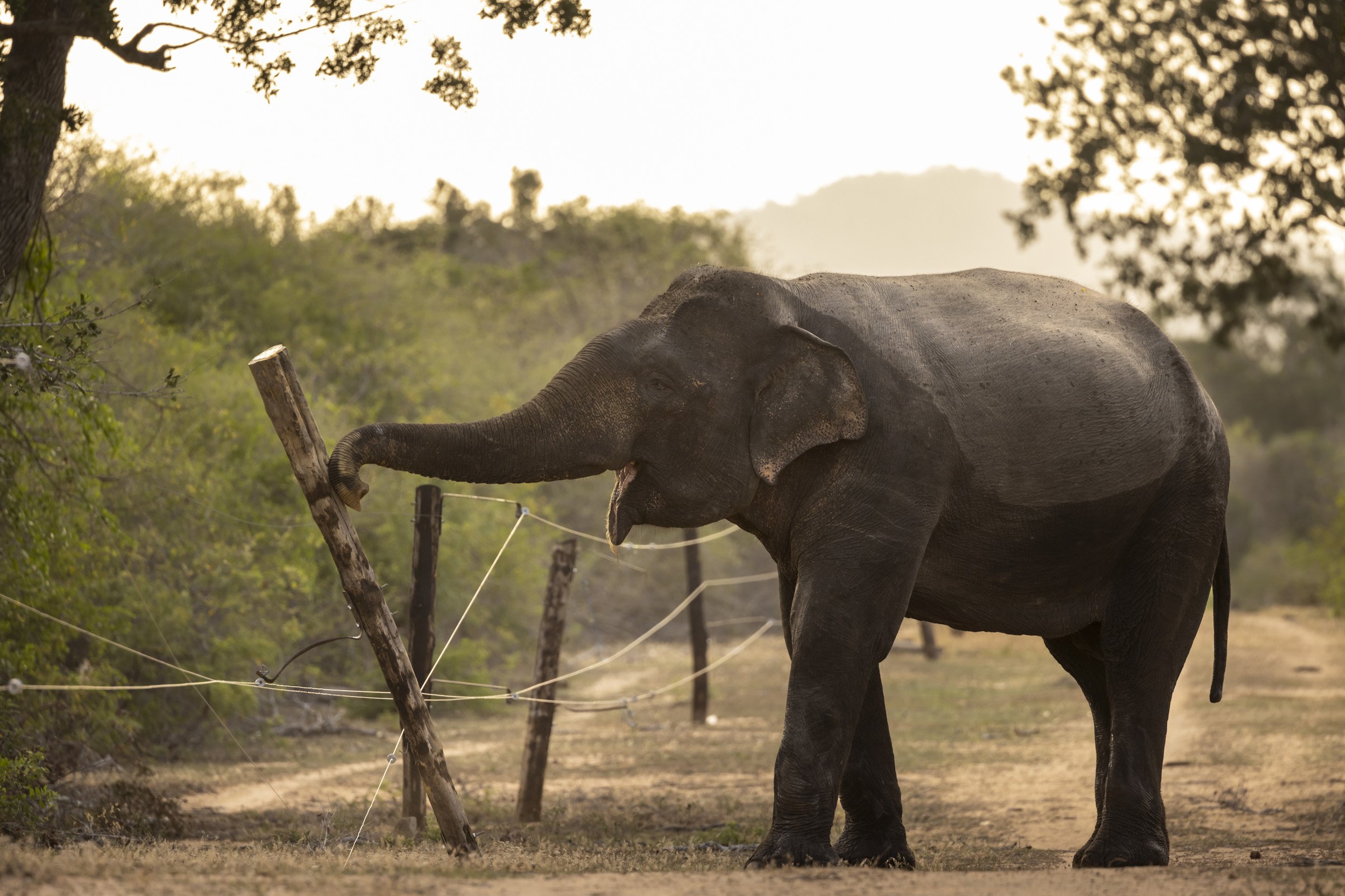 YALA NATIONAL PARK, SRI LANKA, 10TH JULY 2022: A bull male elephant is seen meticulously dismantling an electric fence inside Yala National Park. These large males have no problem breaking through fences but this particular male has developed a deli