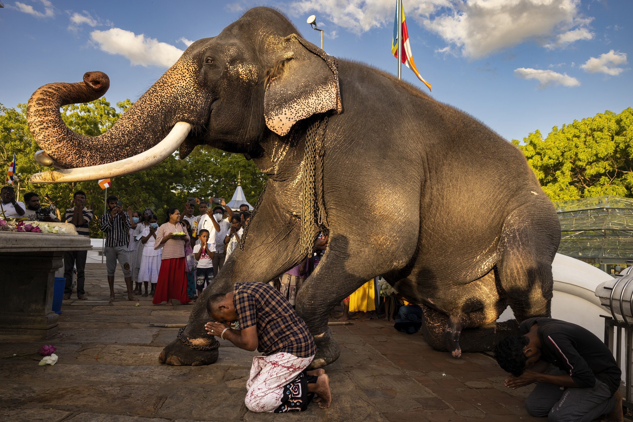 KATARAGAMA, SRI LANKA, 12 JULY 2022: Kataragama temple complex houses a Buddhist temple, a Hindu temple and a Mosque. Wasana, 53, is the temple tusker and he is considered the most revered and important elephant in Sri Lanka. He has led the Pera He