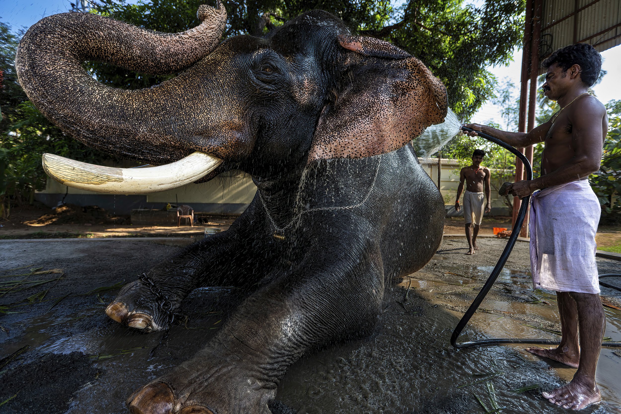 THRISSUR, KERALA, INDIA, 19 APRIL 2013: Mahouts clean an elephant in a private home enclosure, Thrissur, Kerala, India 19 April 2013. This elephant belongs to Sundar Menon, a fuel supply magnate who runs Sungroup international. His is one of over 50