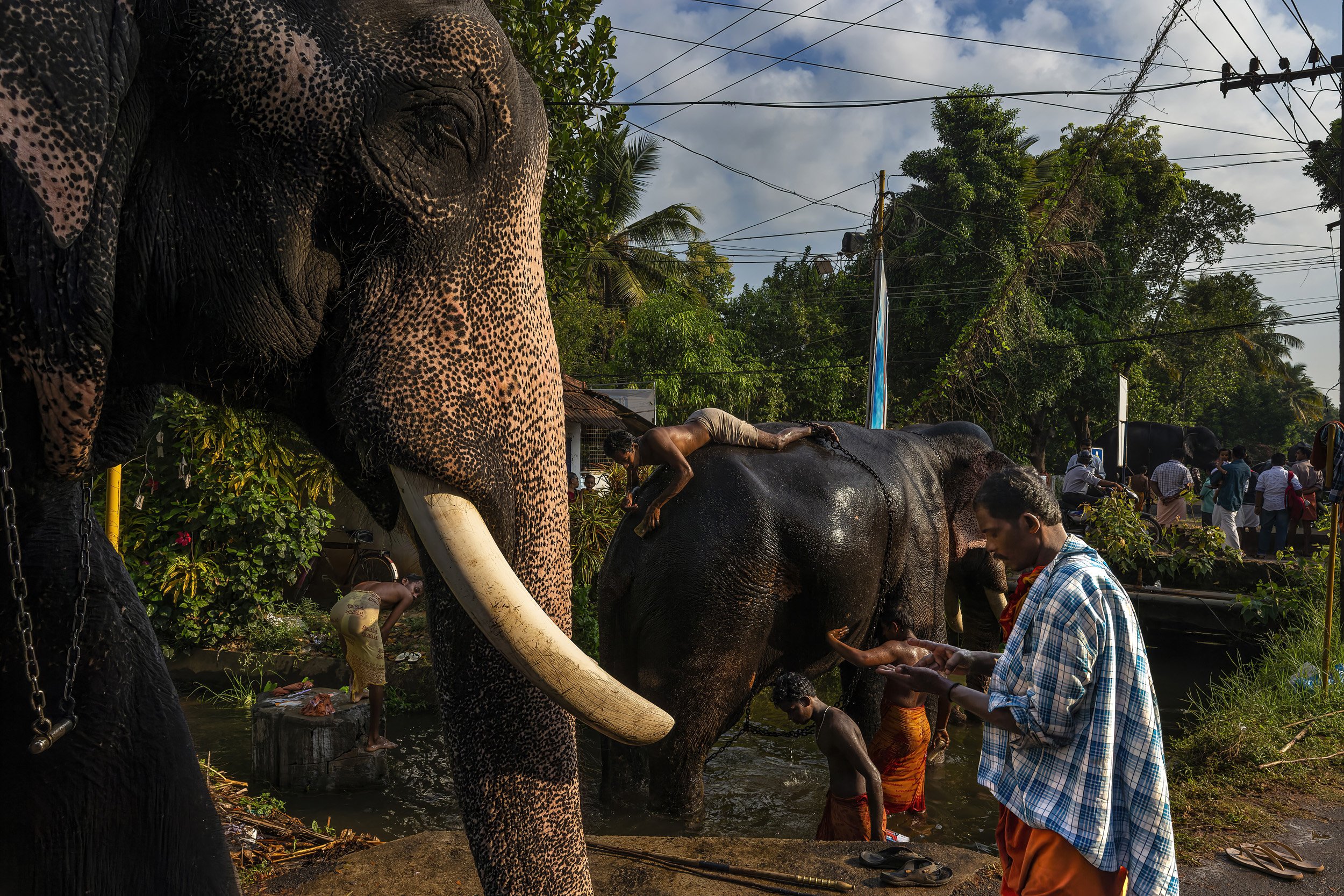 KERALA, INDIA, 15 APRIL 2013: Eliphants are prepared in a roadside canal to attend a religious festival in Kerala, India 15 April 2013. Elephants have become increasingly popular at religious festivals in Kerala, for centuries they have been used by