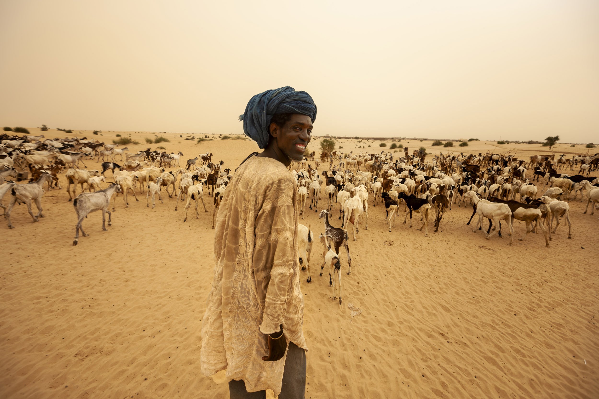 TIMBUKTU, SEPTEMBER 2009: Herdsman bring in their flocks from outlying grazing areas back into Timbuktu on 18 September 2009. (Photo by Brent Stirton/National Geographic.)