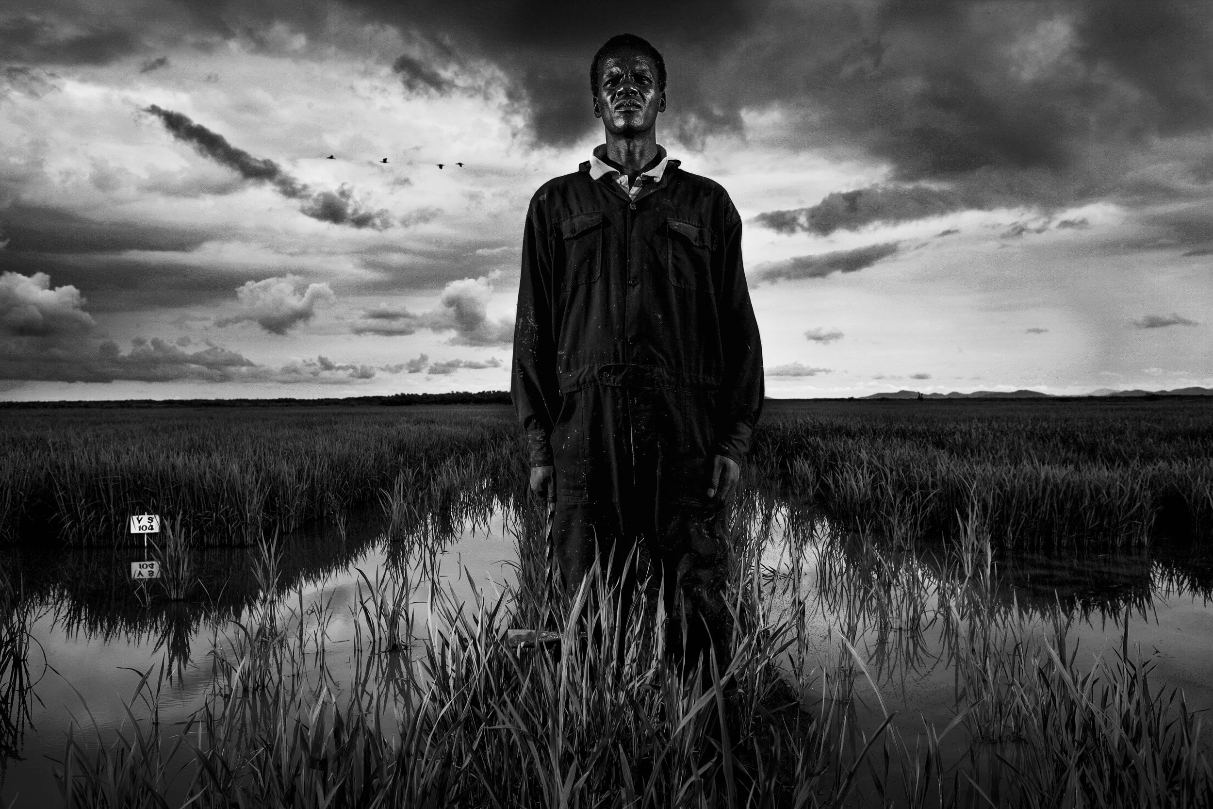 BUNGOMA, KENYA : Images of a laborer in the rice-fields of Dominion Farm, the largest private American investment in in Kenya. The farm specialises in fish breeding and massive rice production and as a result has disrupted water availability for the