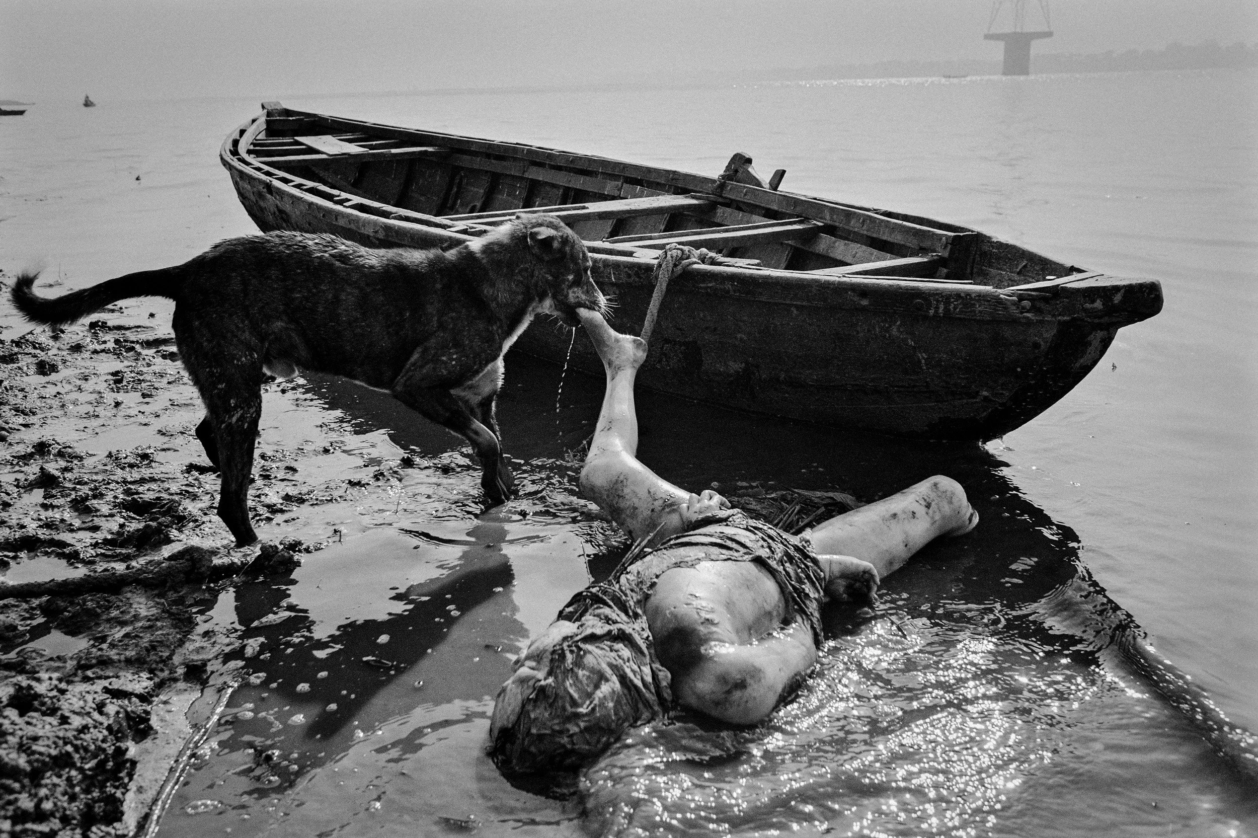 VARANASSI, INDIA: A feral dog consumes a body buried in the Ganges in the holy city of Varanassi, India. The Ganges River in India is considered a holy river for many devotees, bathing in it on a regular basis is regarded as a form of cleansing for