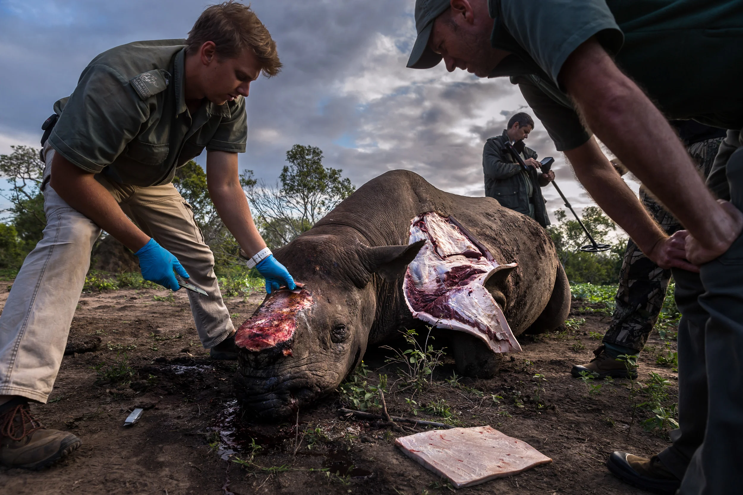 HLUHLUWE UMFOLOZI GAME RESERVE, KWAZULU NATAL, SOUTH AFRICA, 17 MAY 2016: A Black Rhino Bull is seen dead, poached for its horns less than 24 hours earlier at Hluhluwe Umfolozi Game Reserve, South Africa. It is suspected that the killers came from a