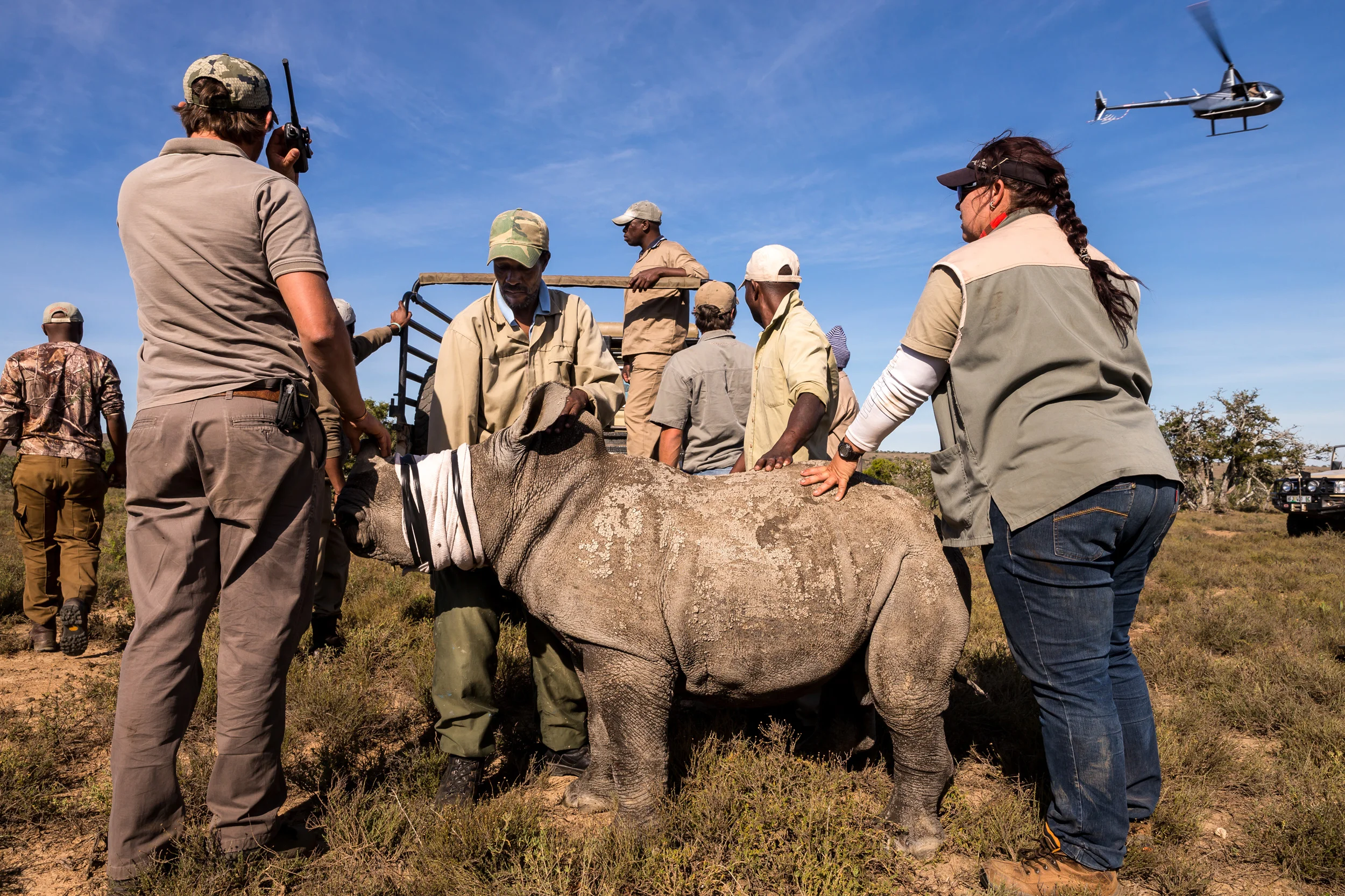 EZULU GAME FARM, GRAHAMSTOWN, SOUTH AFRICA, 15 MAY 2016: Four pairs of Cow and calf rhinos are captured and moved into transport for relocation to a more secure facility. This is the last of 27 Rhino that are being moved away from game farms in the