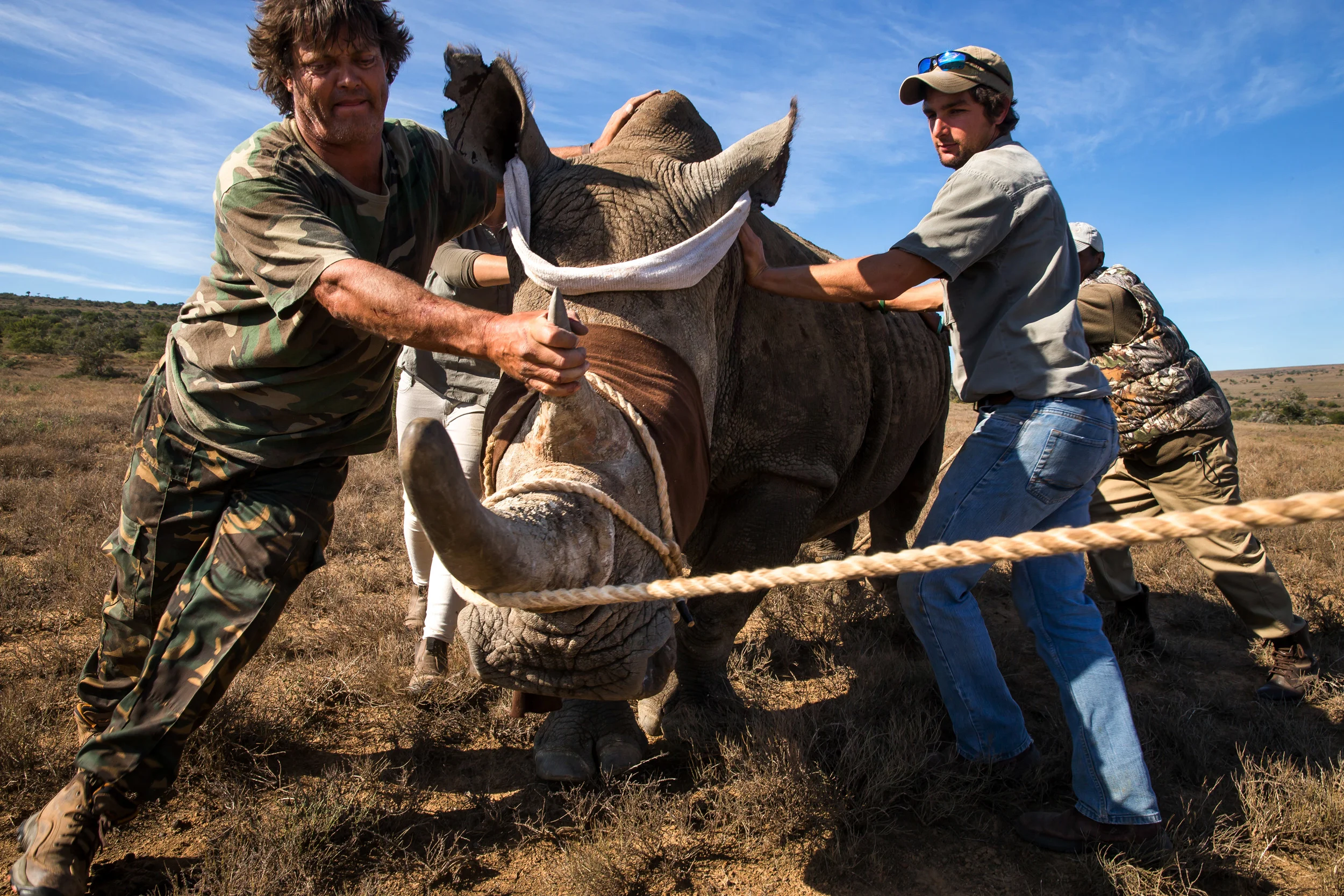 EZULU GAME FARM, GRAHAMSTOWN, SOUTH AFRICA, 15 MAY 2016: Four pairs of Cow and calf rhinos are captured and moved into transport for relocation to a more secure facility. This is the last of 27 Rhino that are being moved away from game farms in the
