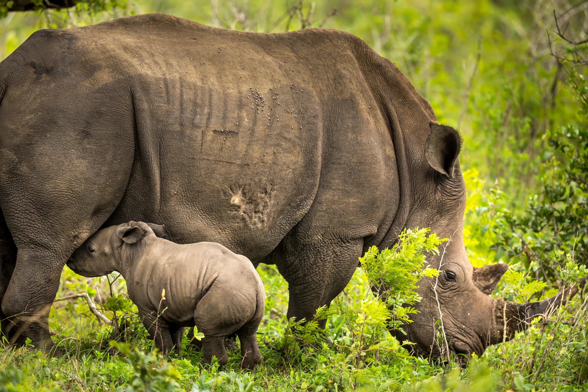 HLUHLUWE UMFOLOZI GAME RESERVE, KWAZULU NATAL, SOUTH AFRICA, 20 MAY 2016: A white rhino Cow with a young calf seen at Hluhluwe Umfolozi Game Reserve, South Africa. (Photo by Brent Stirton/Getty Images Reportage for National Geographic Magazine.)