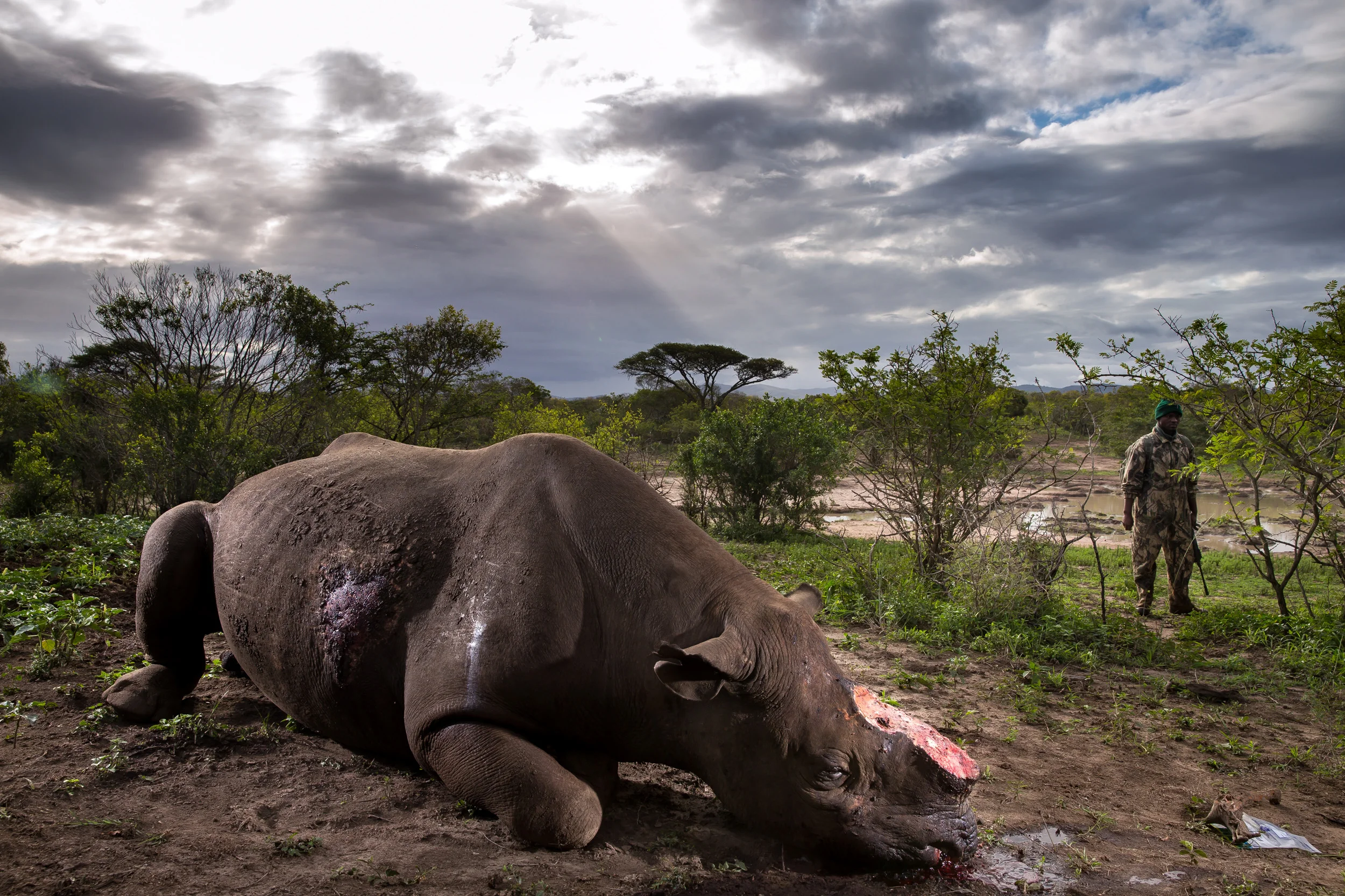 HLUHLUWE UMFOLOZI GAME RESERVE, KWAZULU NATAL, SOUTH AFRICA, 17 MAY 2016: A Black Rhino Bull is seen dead, poached for its horns less than 24 hours earlier at Hluhluwe Umfolozi Game Reserve, South Africa. It is suspected that the killers came from a